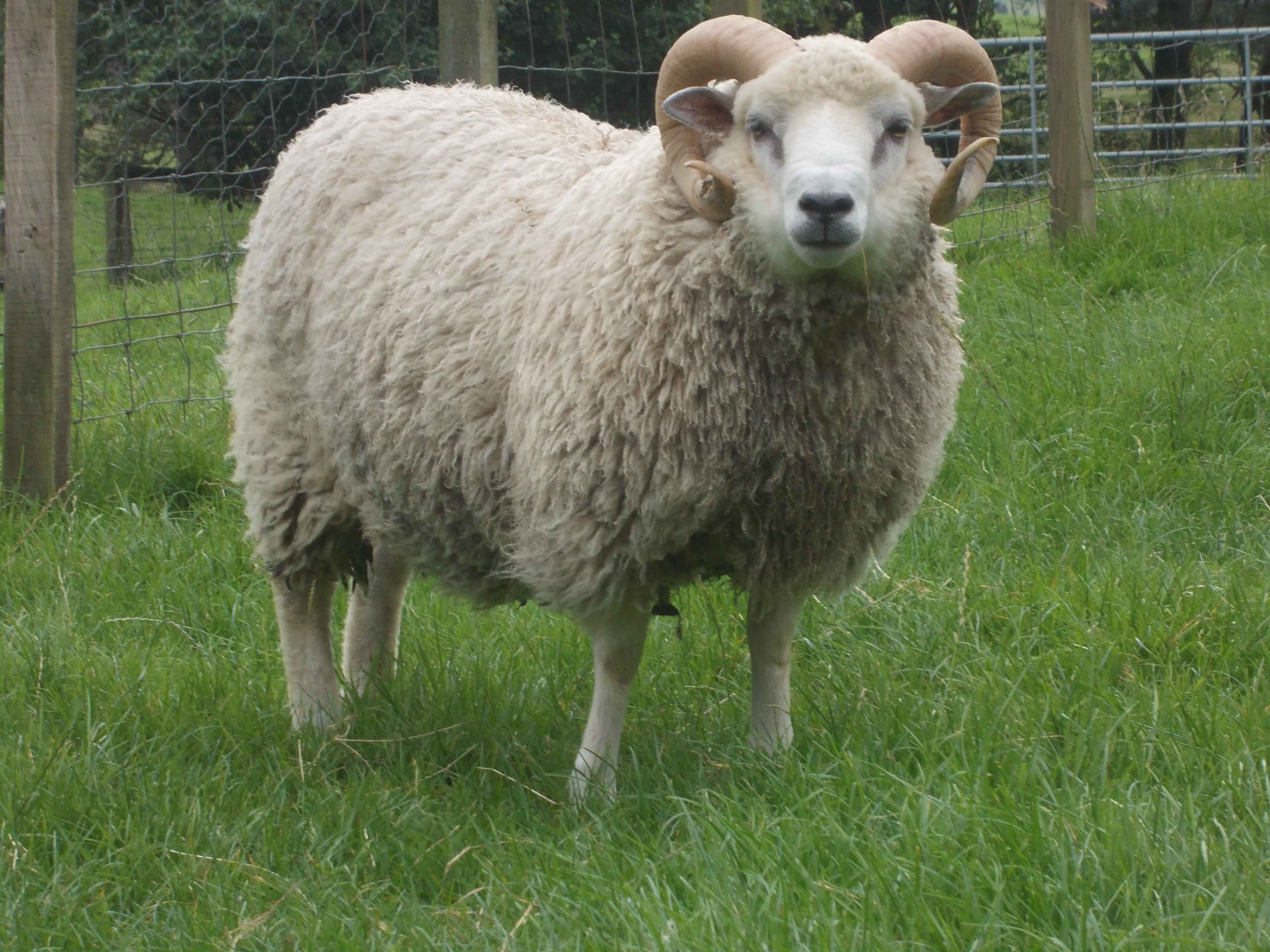 Shearling ram, white,  for sale image 2