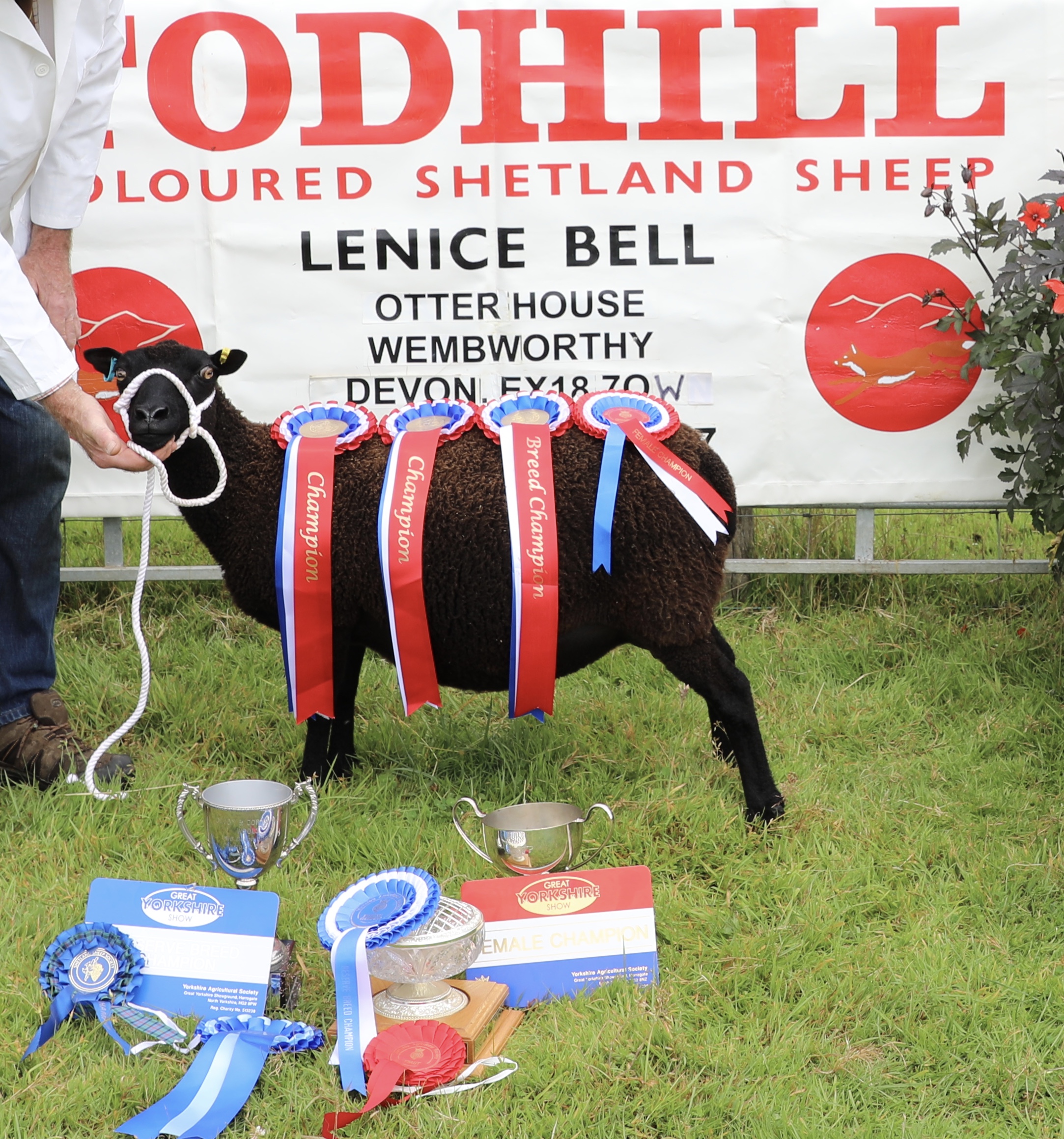 TODHILL Flock No 1731 have stock for sale. Exeter Devon.