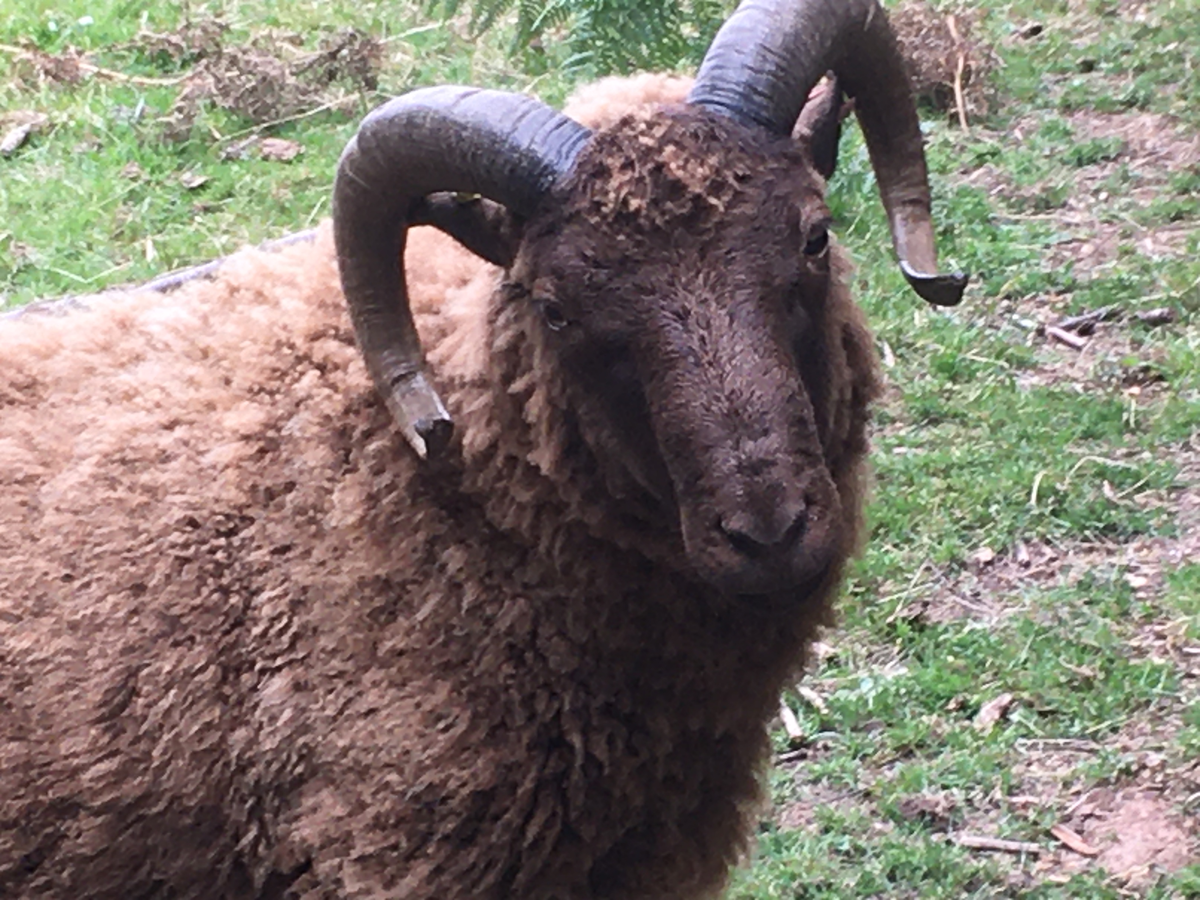 HANDSOME RAMS for sale x 3 image 1