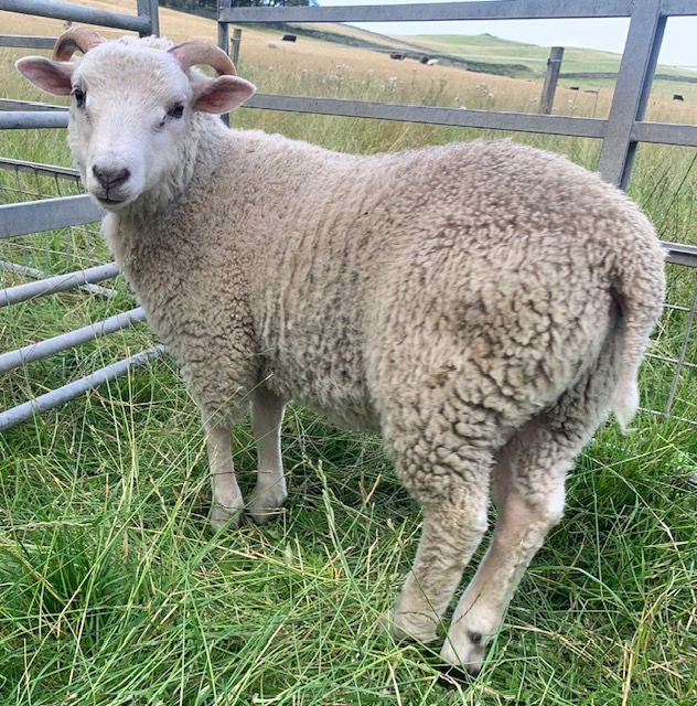 Variety of Tup Lambs (4-5months) image 2