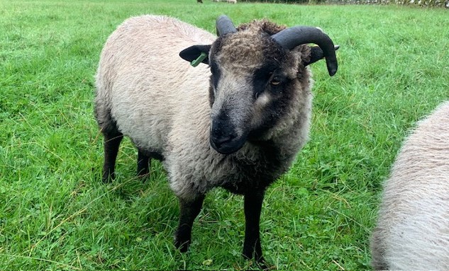 Variety of Tup Lambs (4-5months) image 3