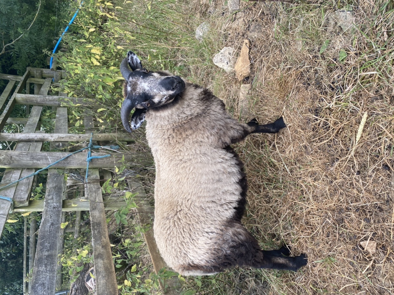 Pedigree ram lambs for sale image 1