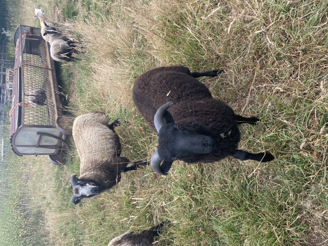 Pedigree ram lambs for sale image 2