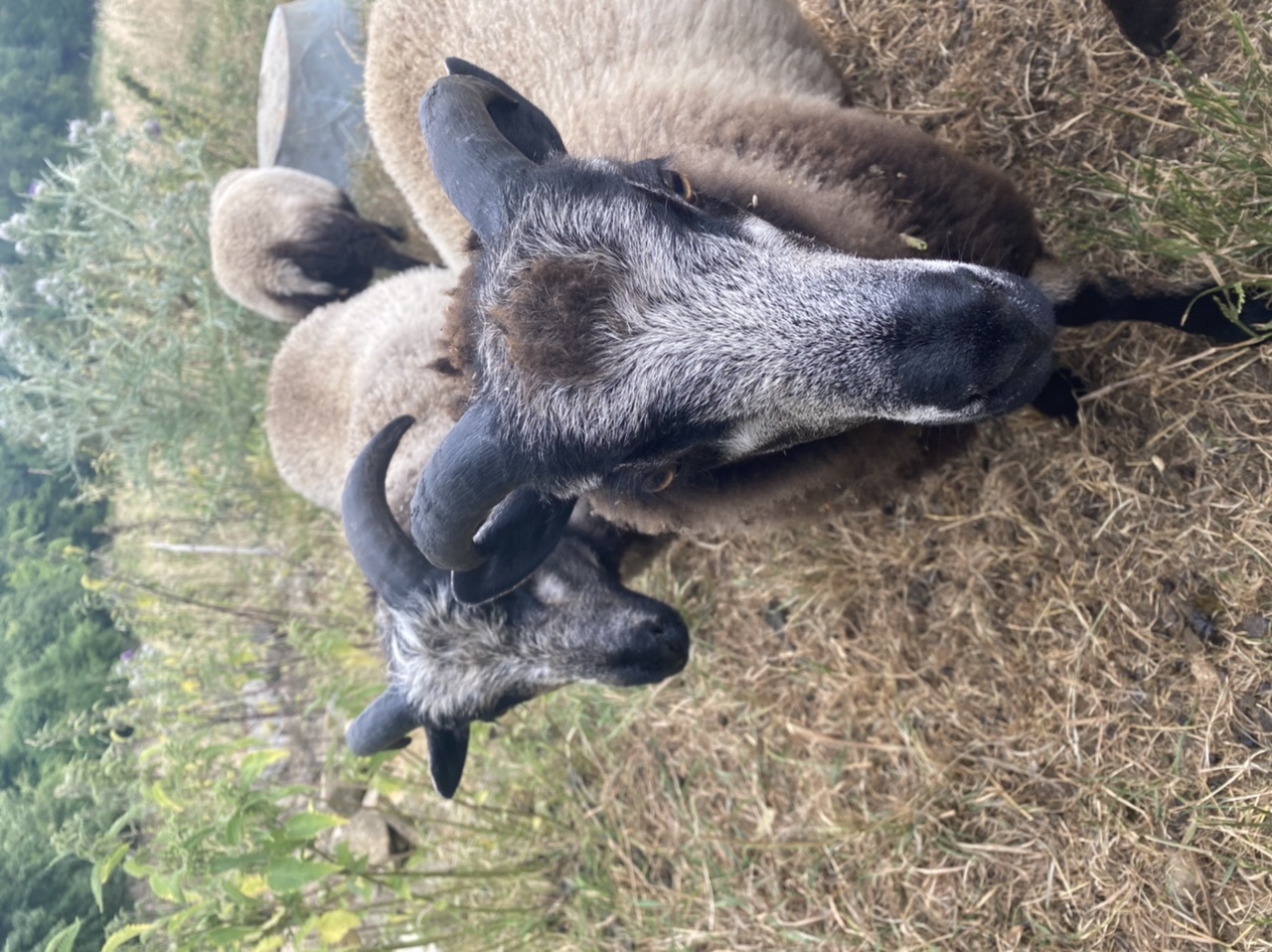 Pedigree ram lambs for sale image 3
