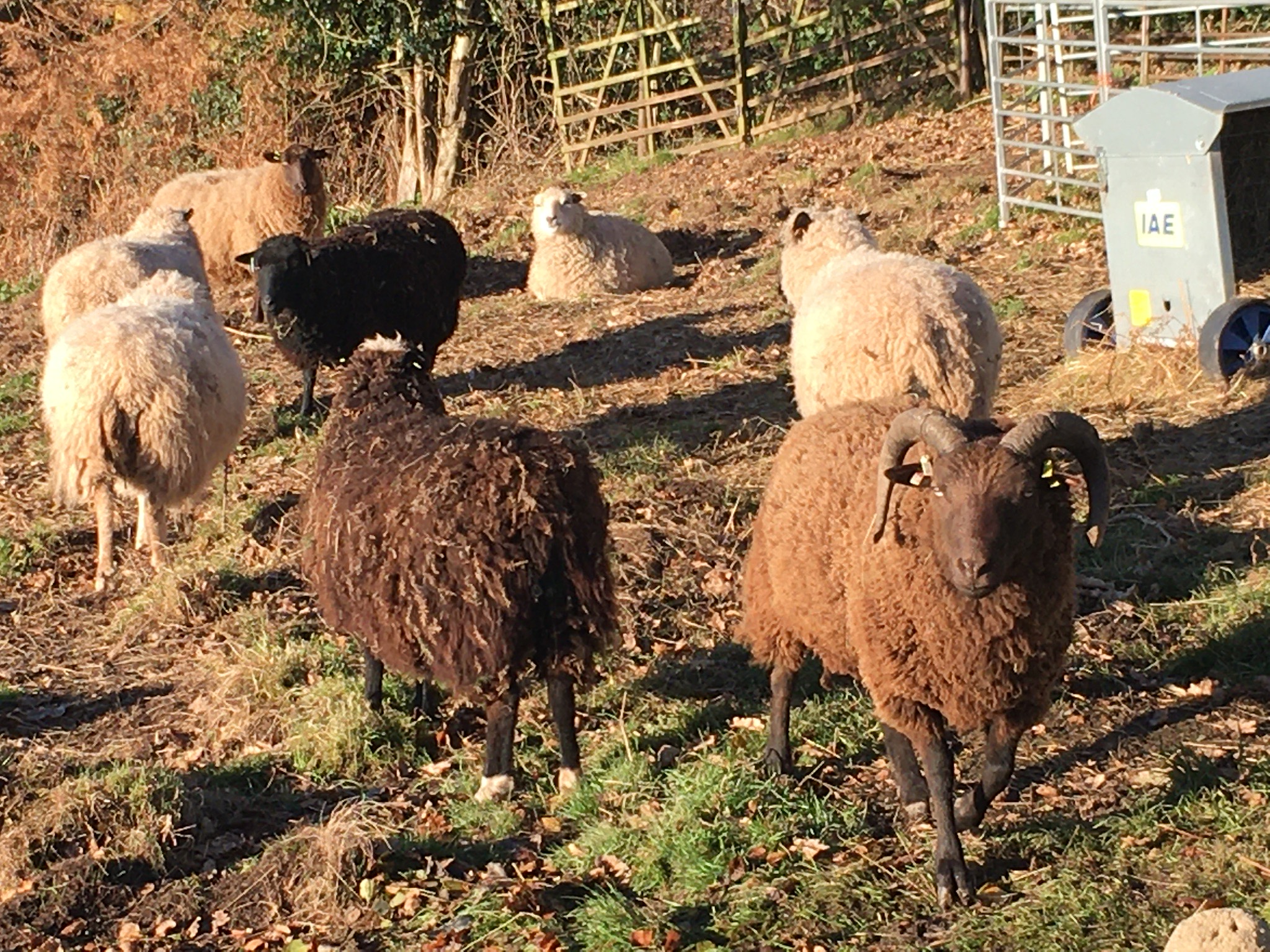 Approved Ram | Shetland Sheep Society