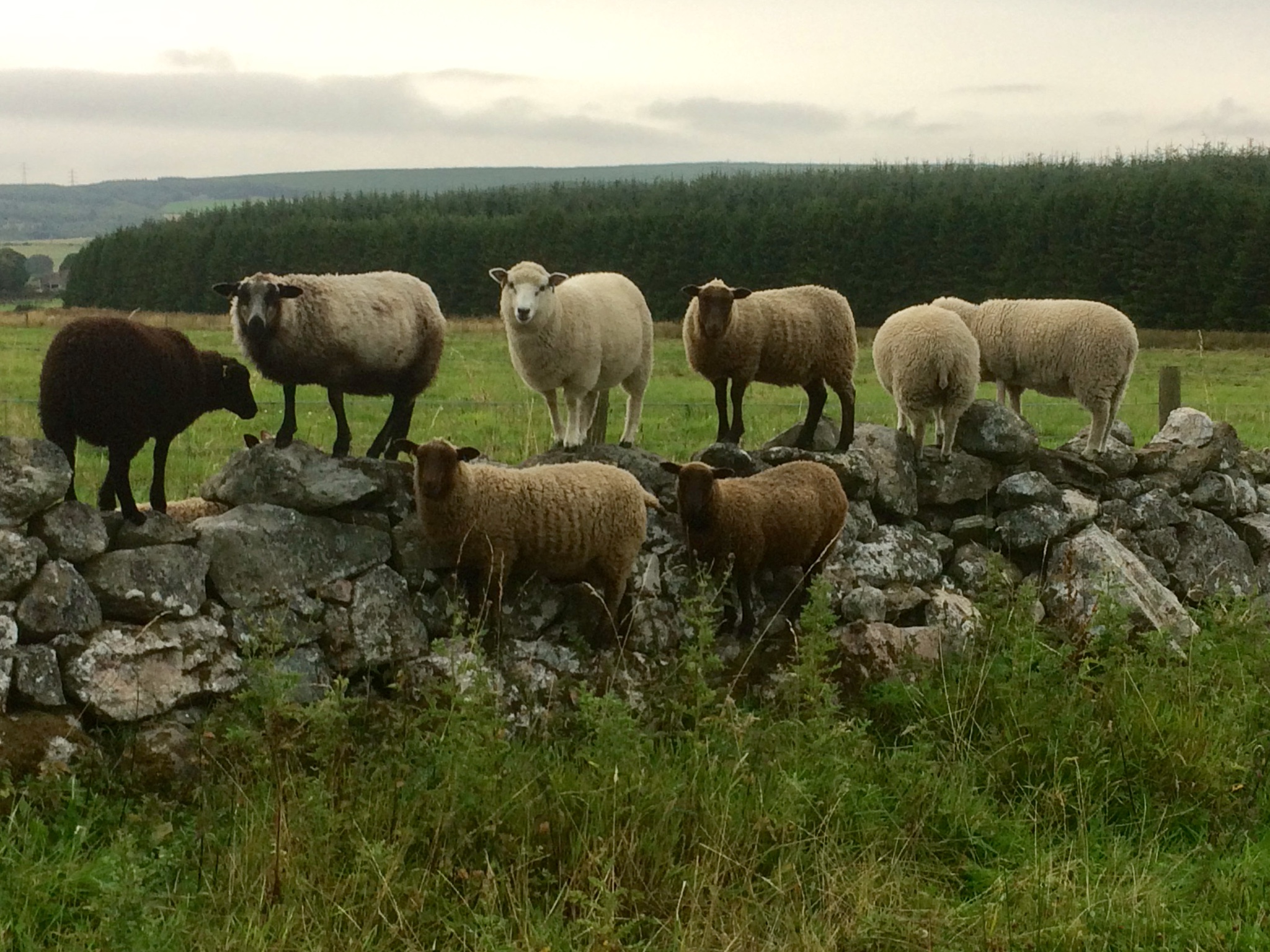Raedykes Flock