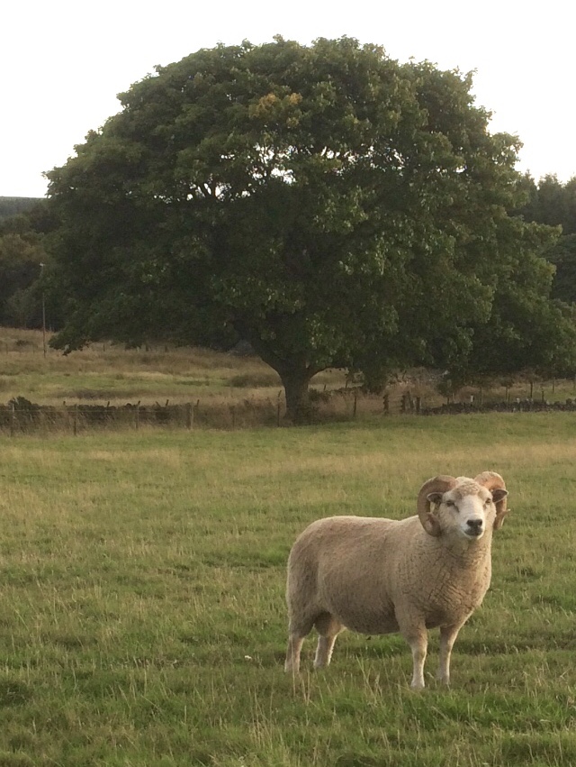 Raedykes Flock image 2