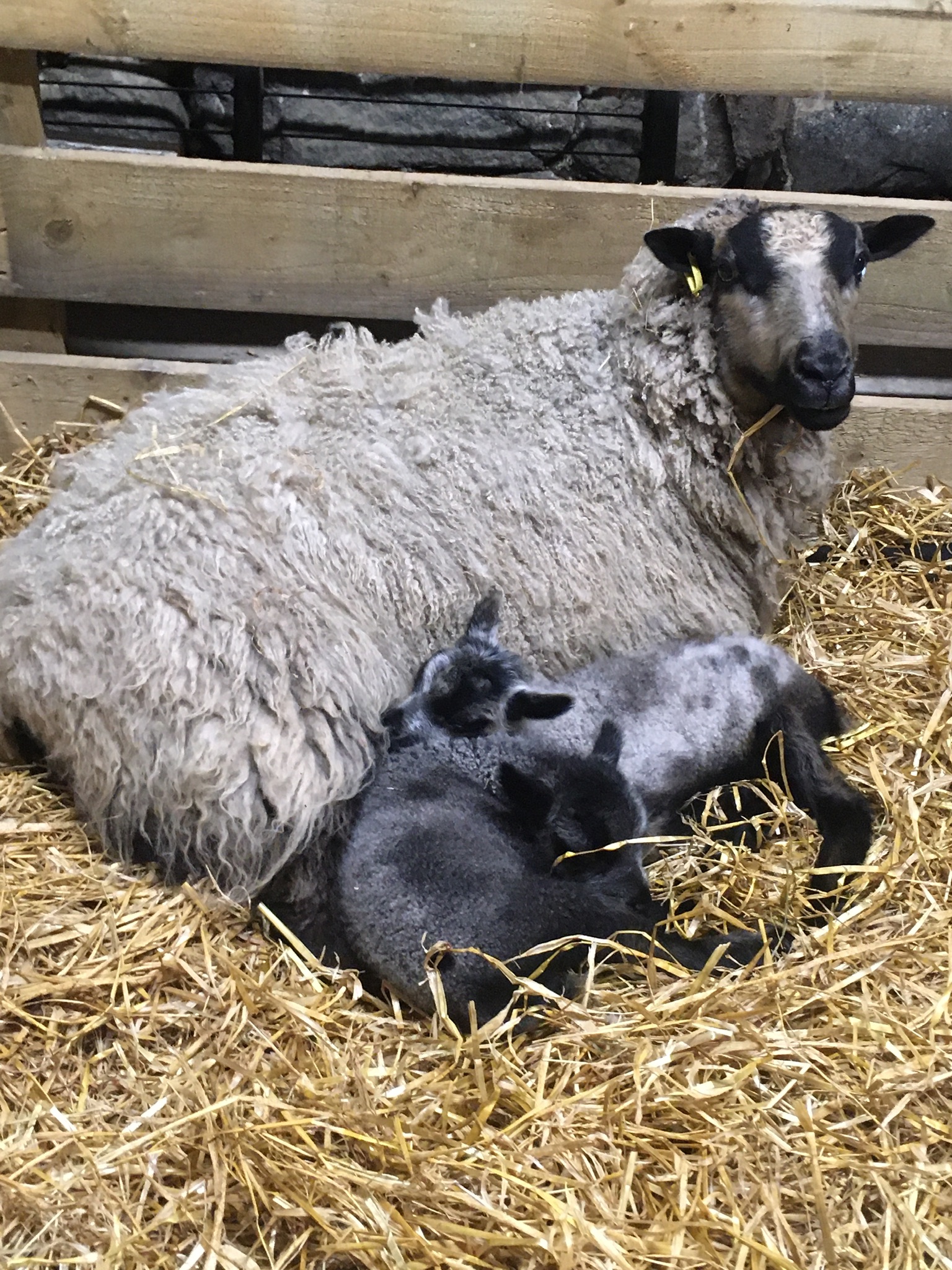 Raedykes Flock image 3