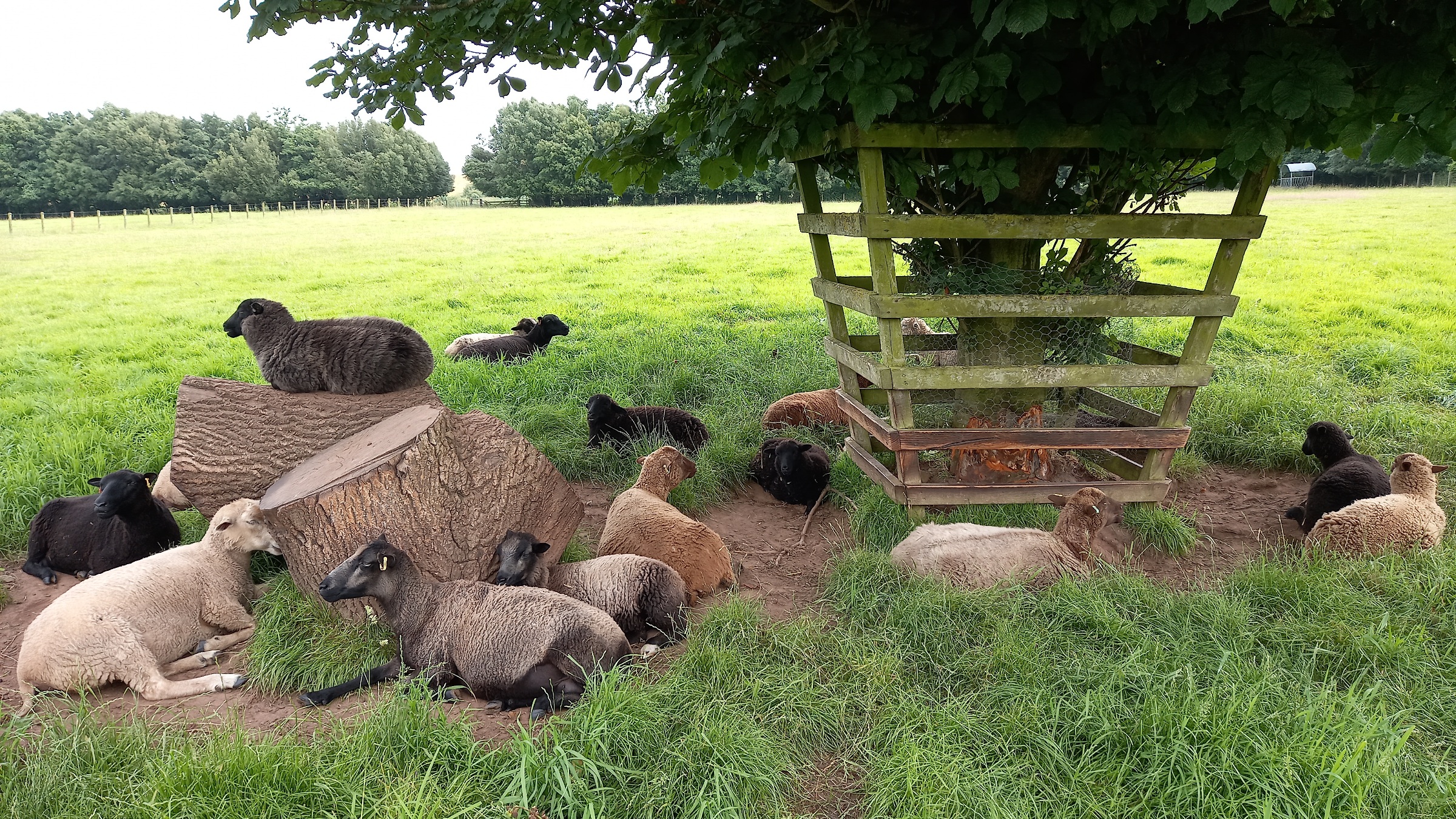 Shetland Ewes for Sale