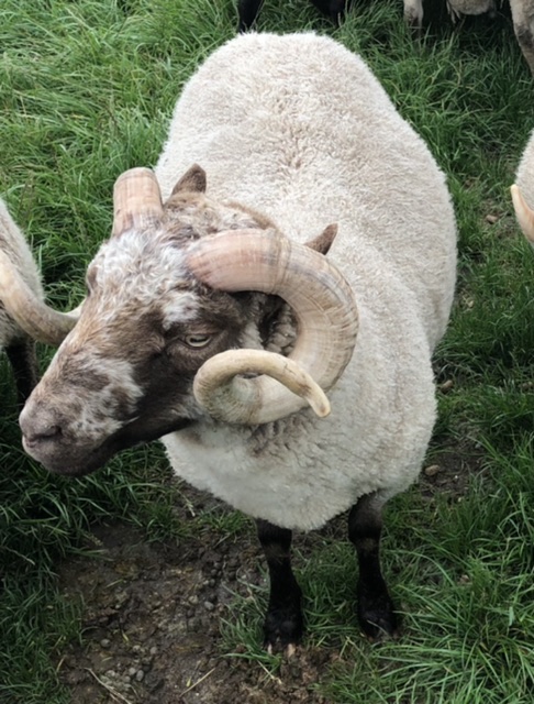 For Sale Rams image 1