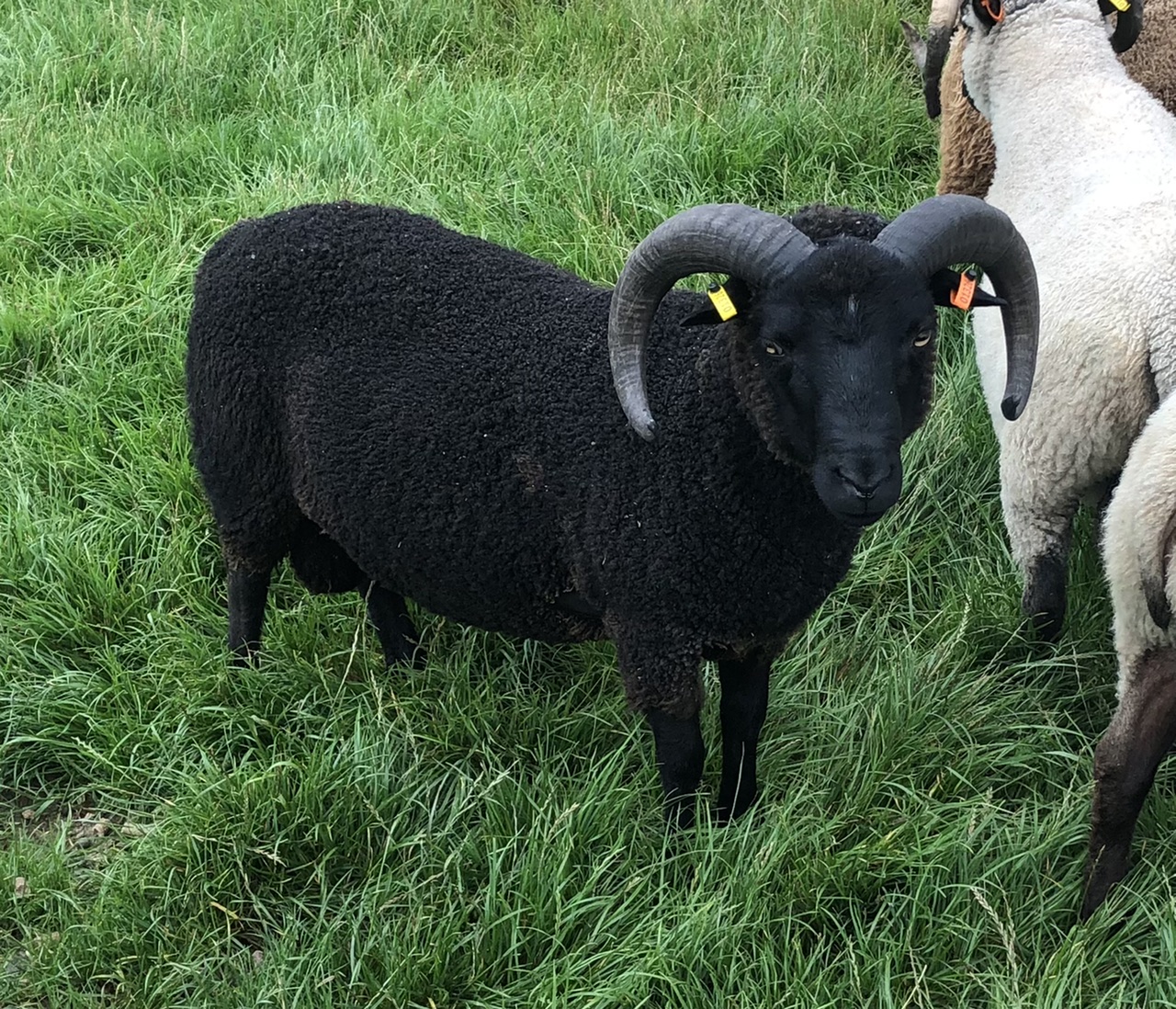 For Sale Rams image 2