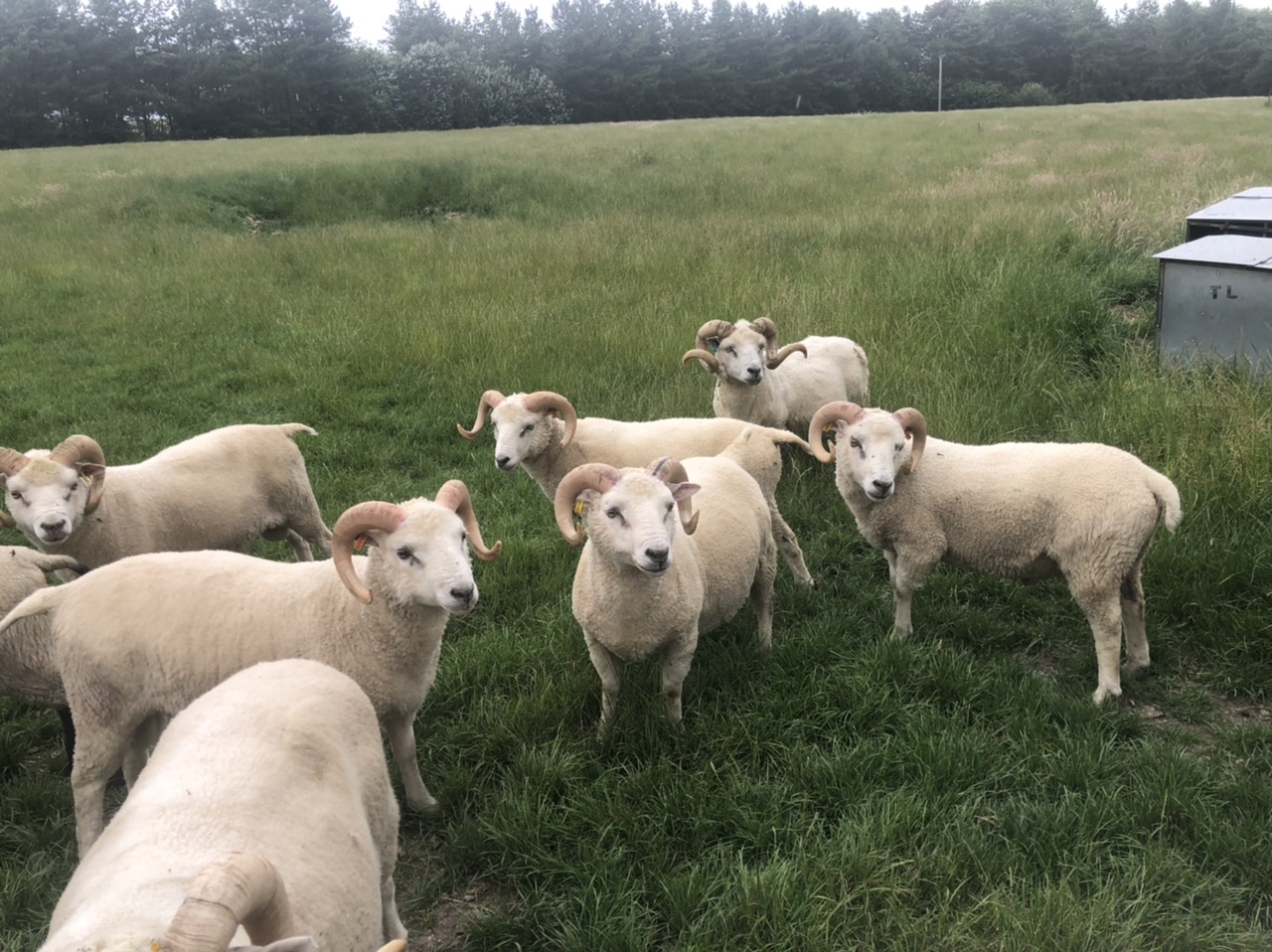 For Sale Rams image 3