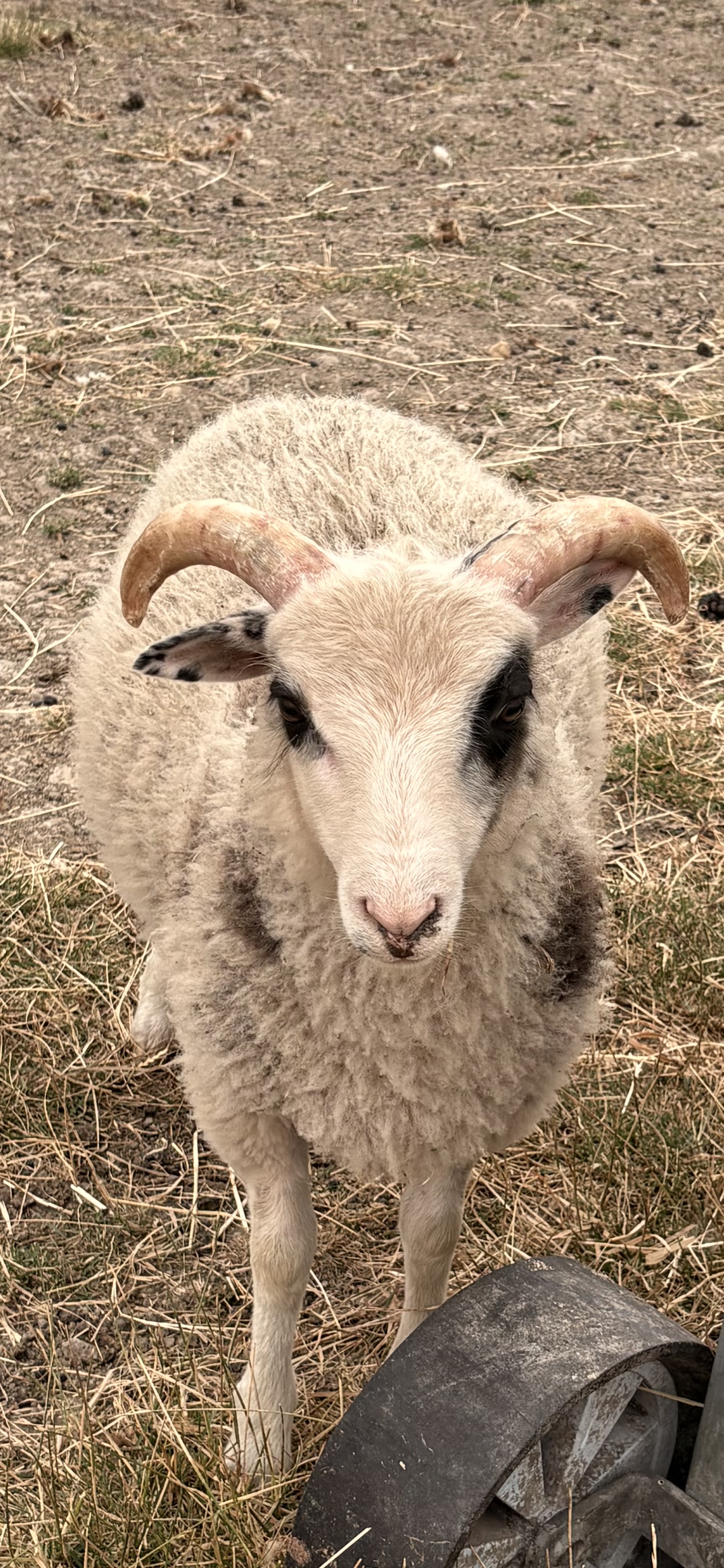 Selection of mature ewes, shearling ewes, ewe and ram lambs image 1