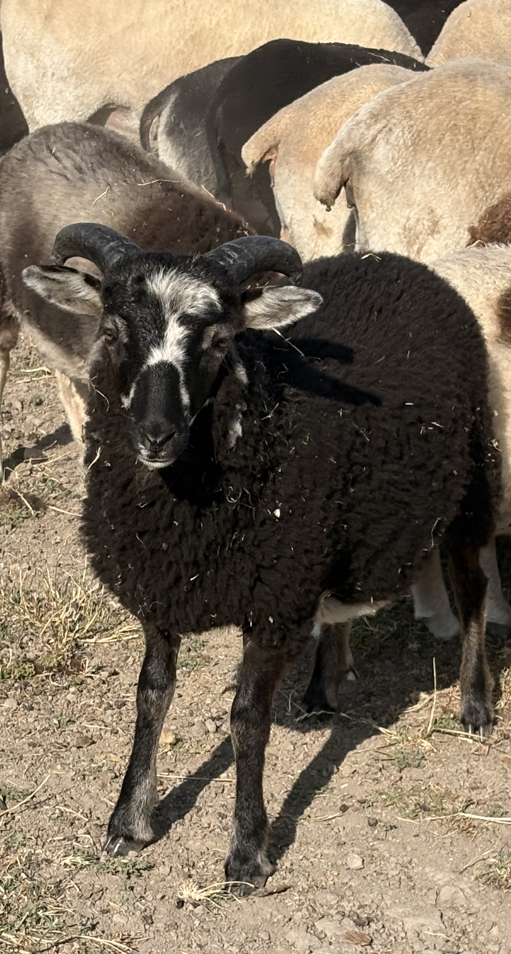 Selection of mature ewes, shearling ewes, ewe and ram lambs image 2
