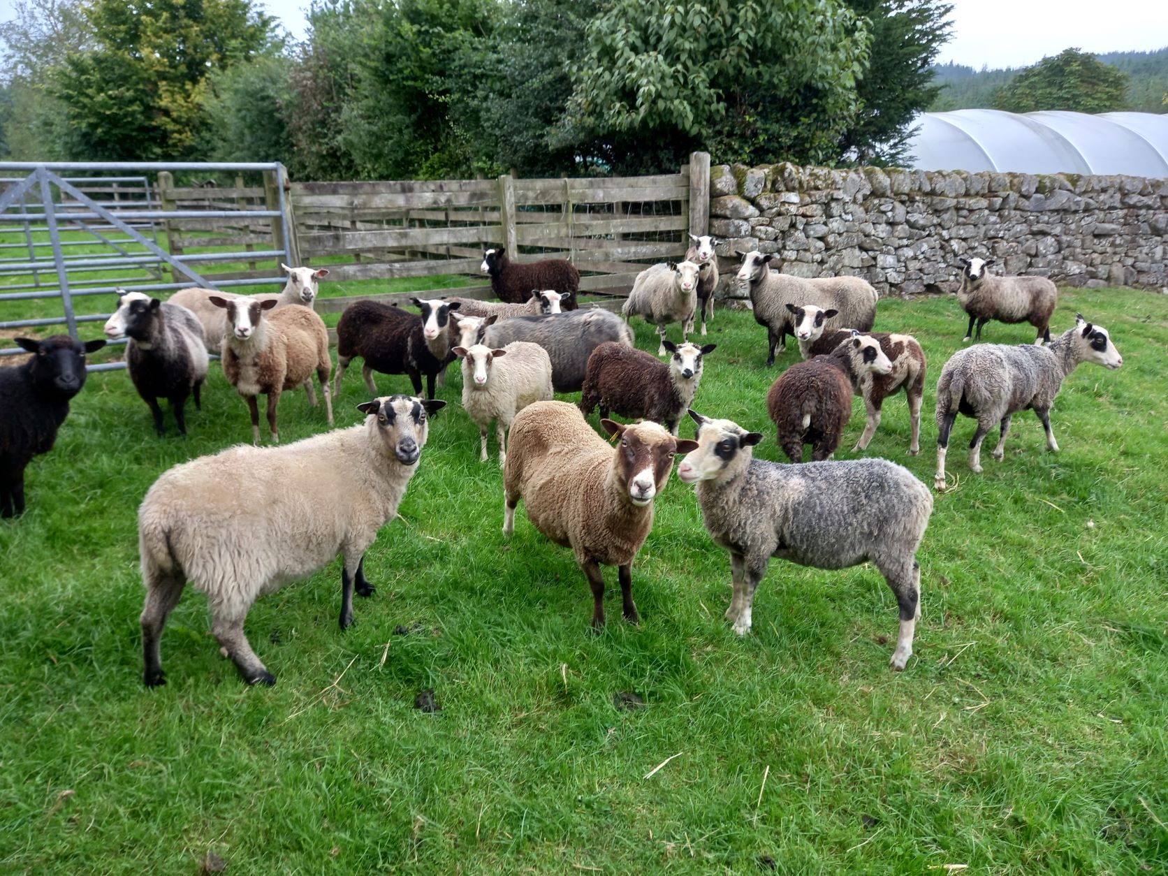 Major Flock Reduction