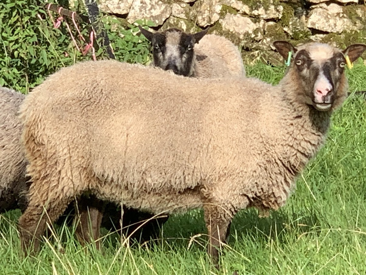 Pedigree breeding ewes and ewe lambs