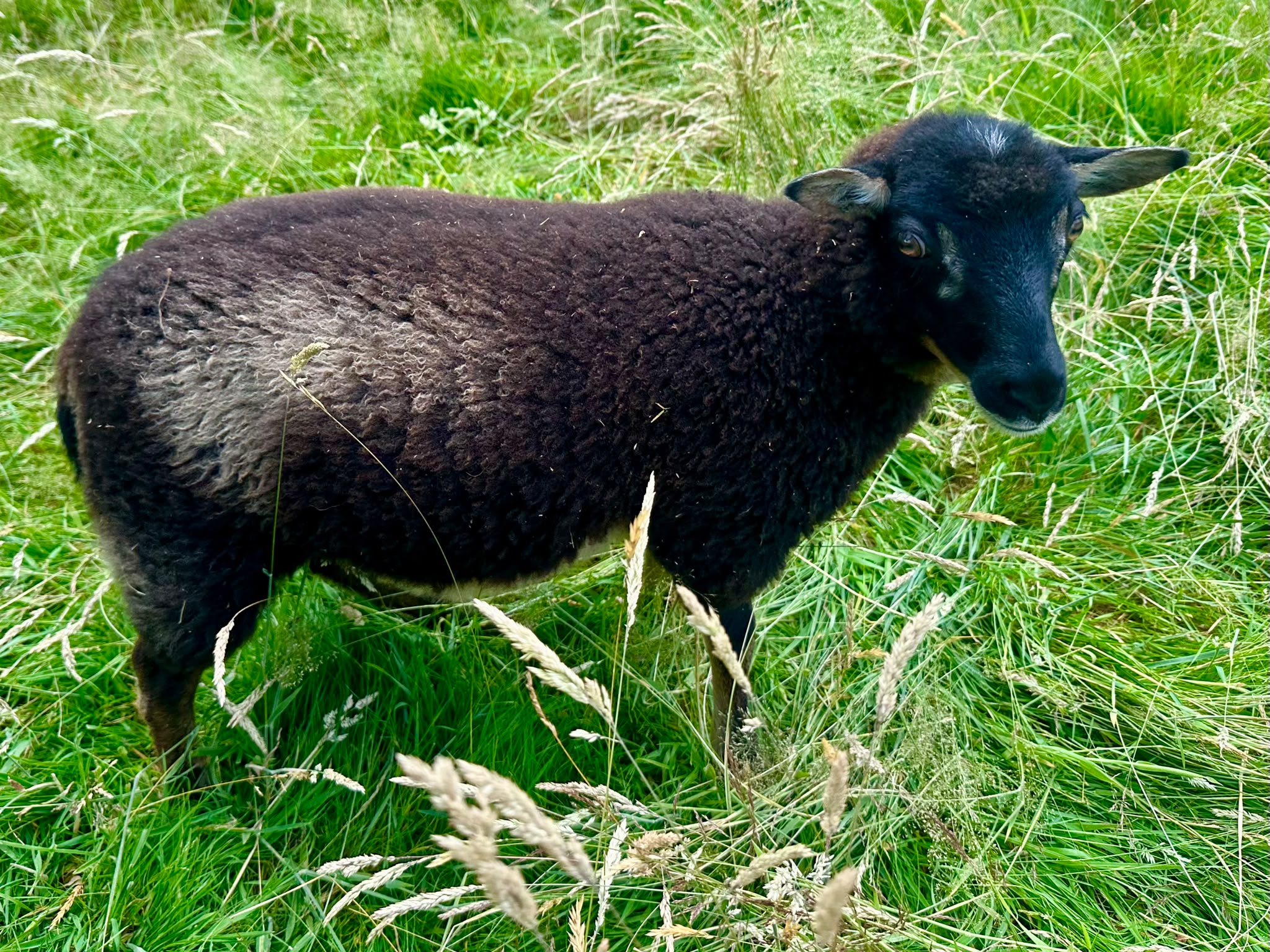 APSHILL & MANDEVILLE FLOCKS. image 1
