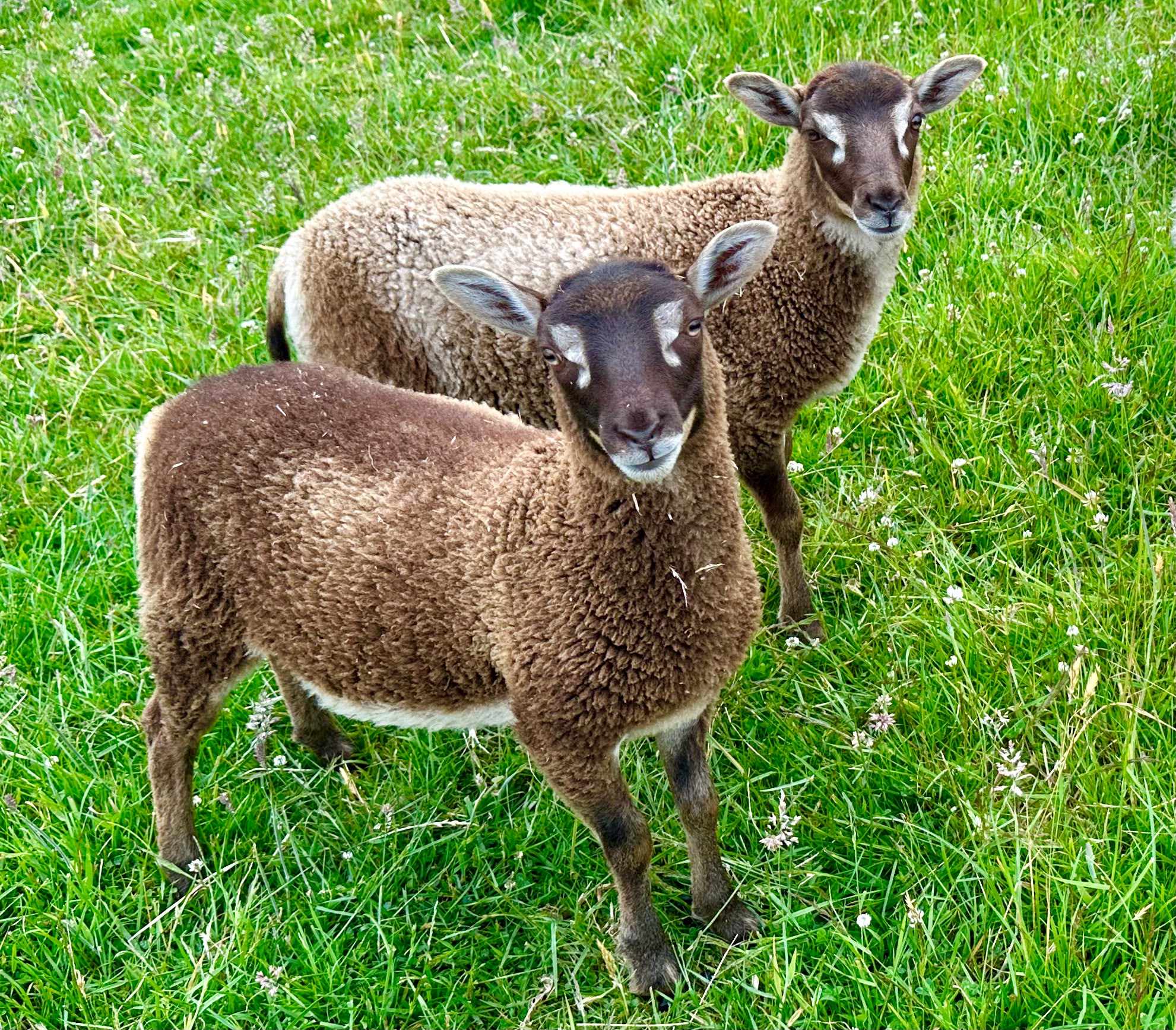 APSHILL & MANDEVILLE FLOCKS. image 3