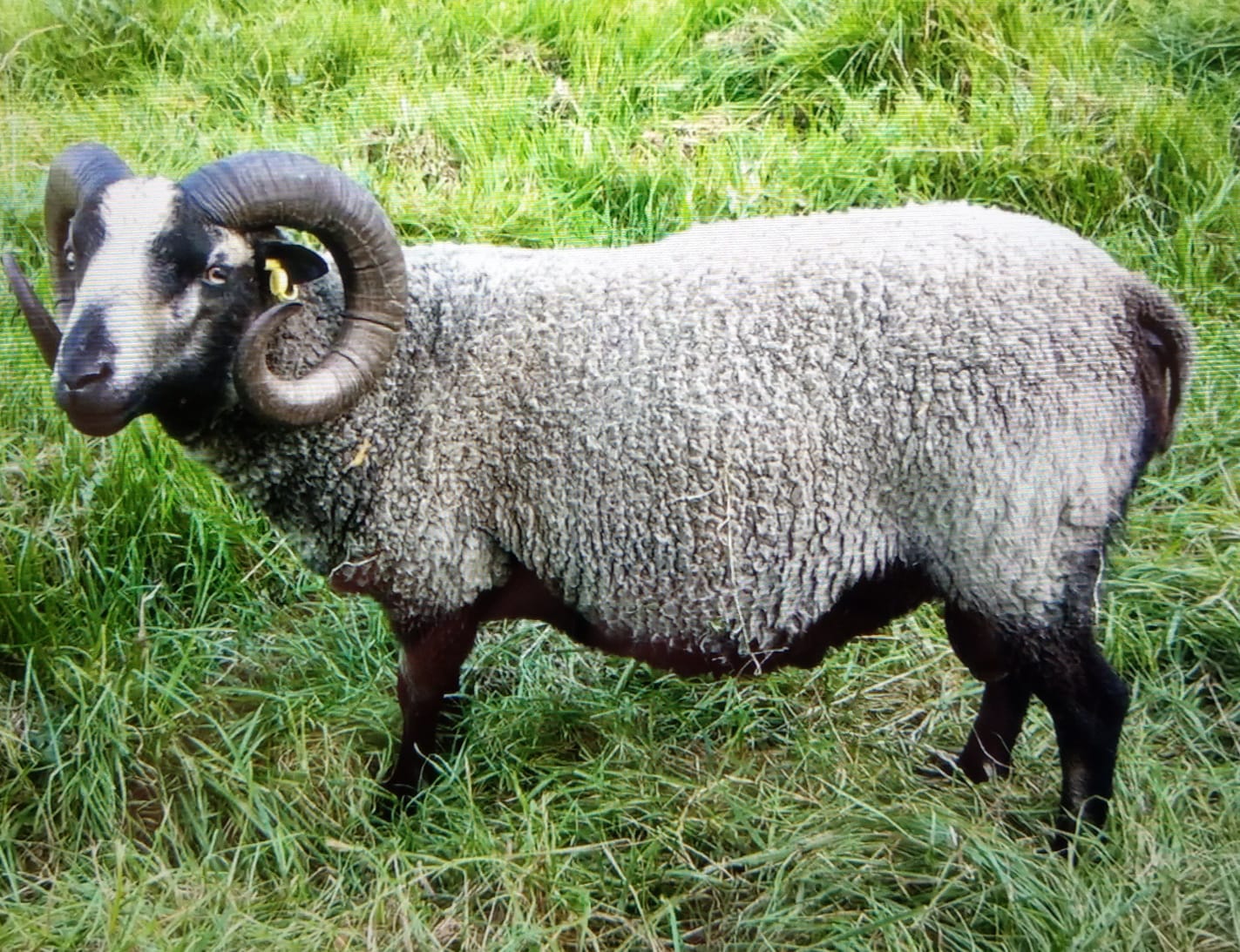 Ram for sale Shetland Sheep Society