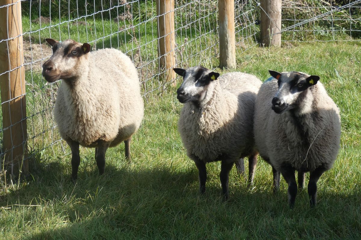 Friendliest Sheep Registered ewe, shearlings and ewe lambs - fine fleeces and friendly ...