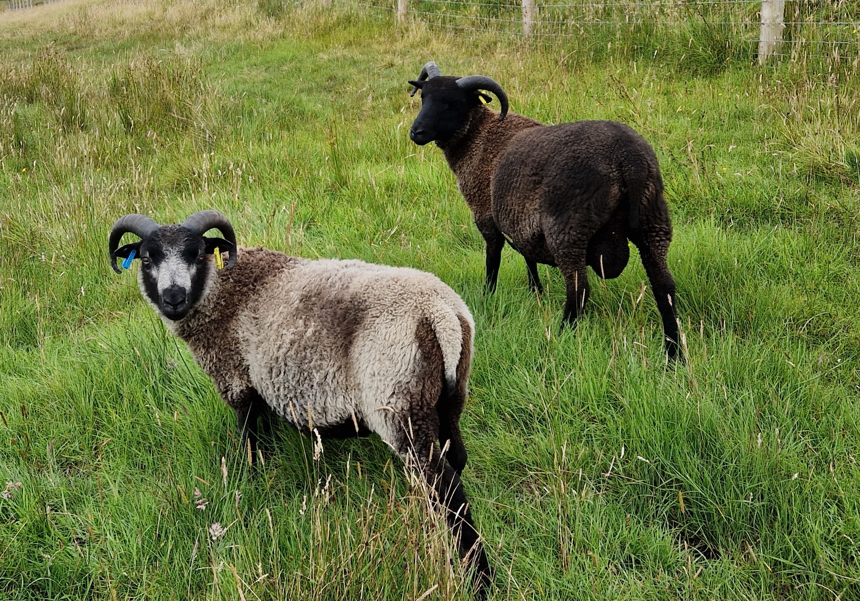 Two shearling rams for sale  in the West Highlands image 2