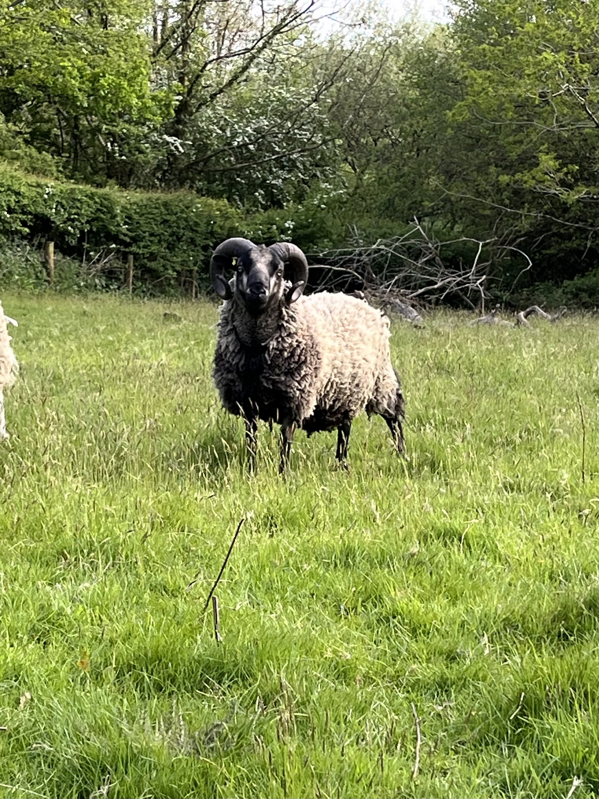 Shetland Ram
