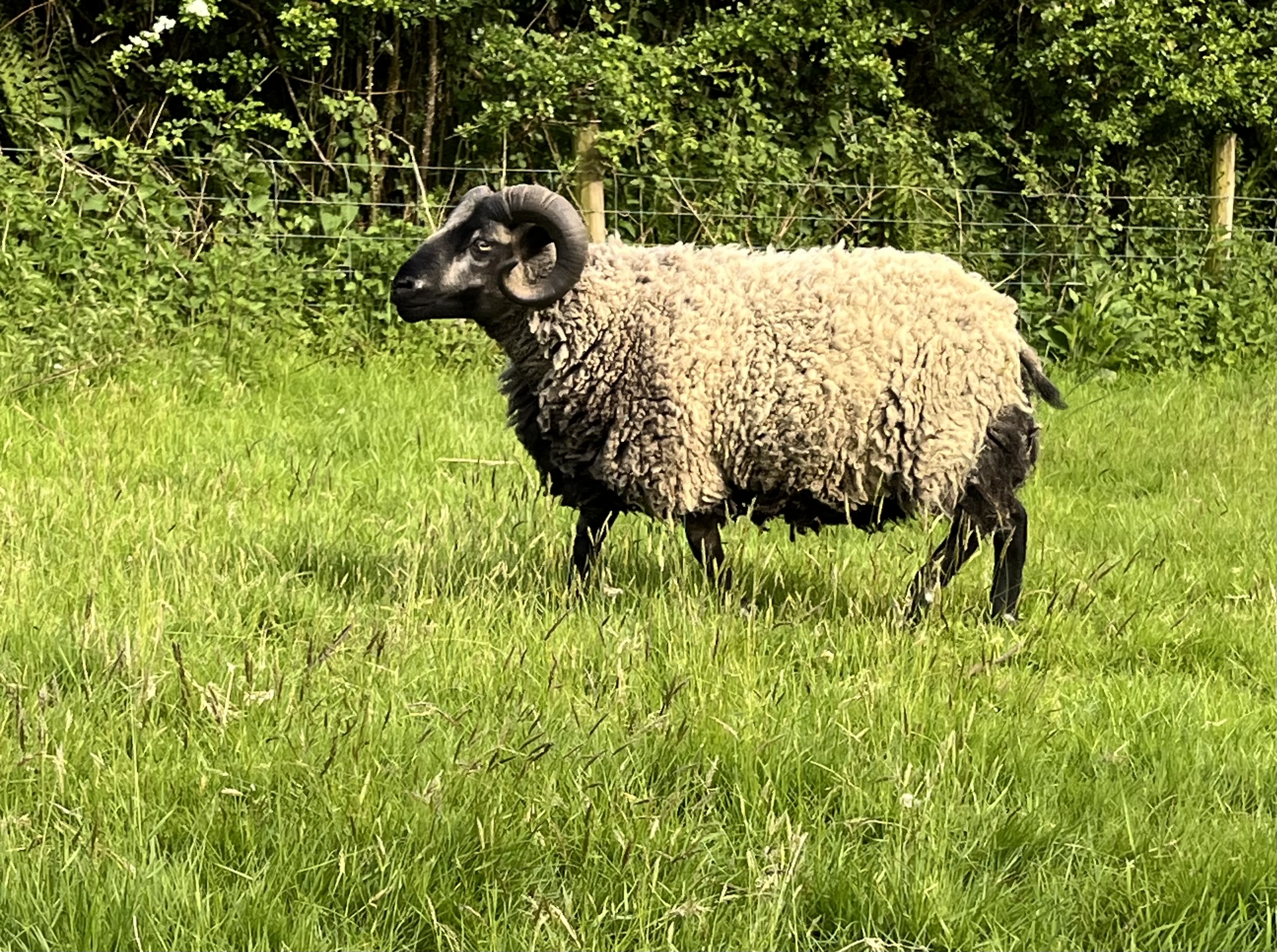 Shetland Ram image 2