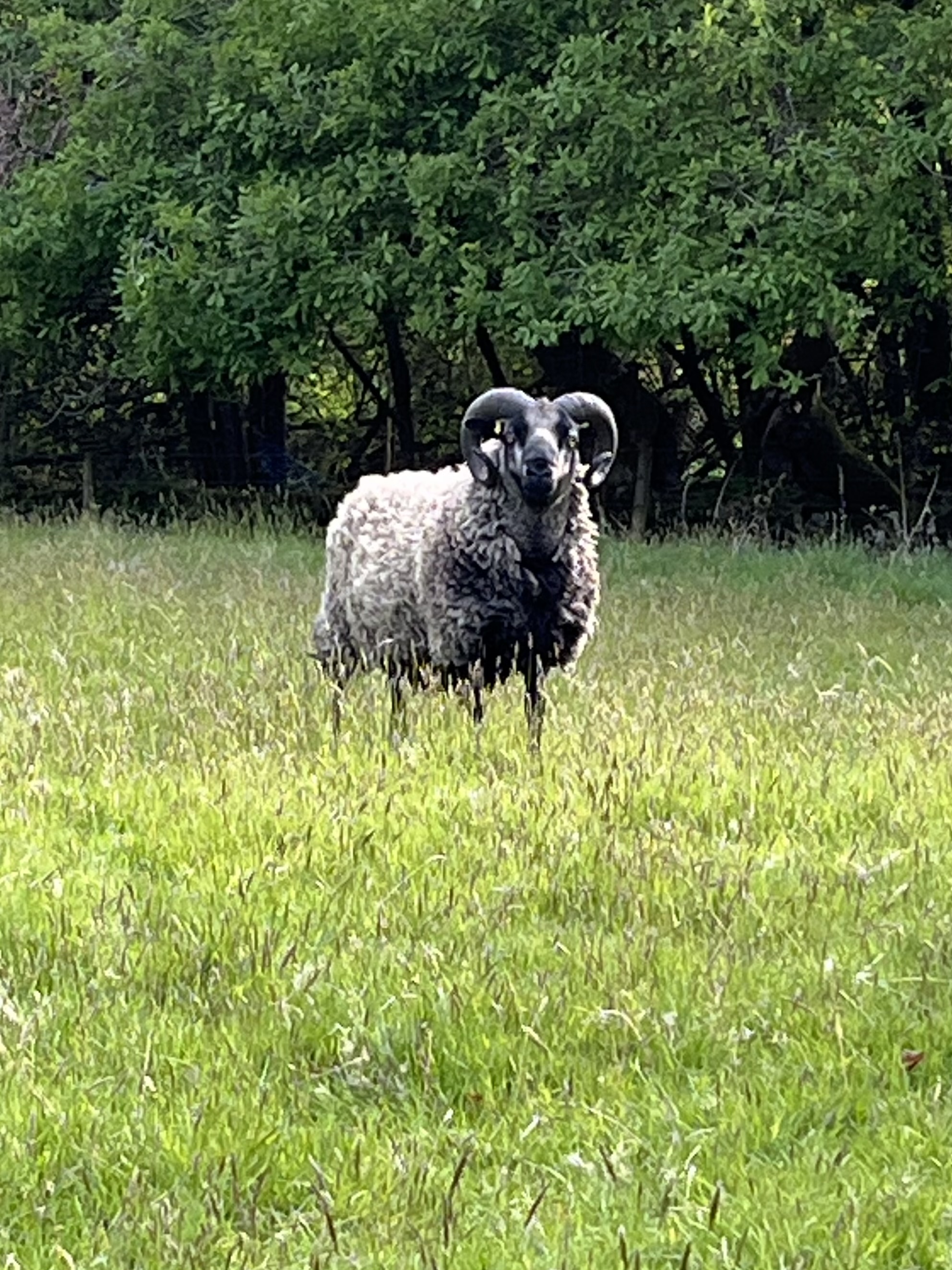 Shetland Ram image 3