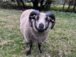 Registered Shearling Rams for sale.