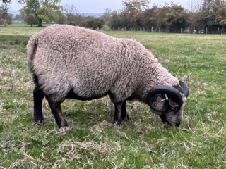 Registered Shearling Rams for sale. image 2