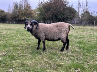 Registered Shearling Rams for sale. image 3