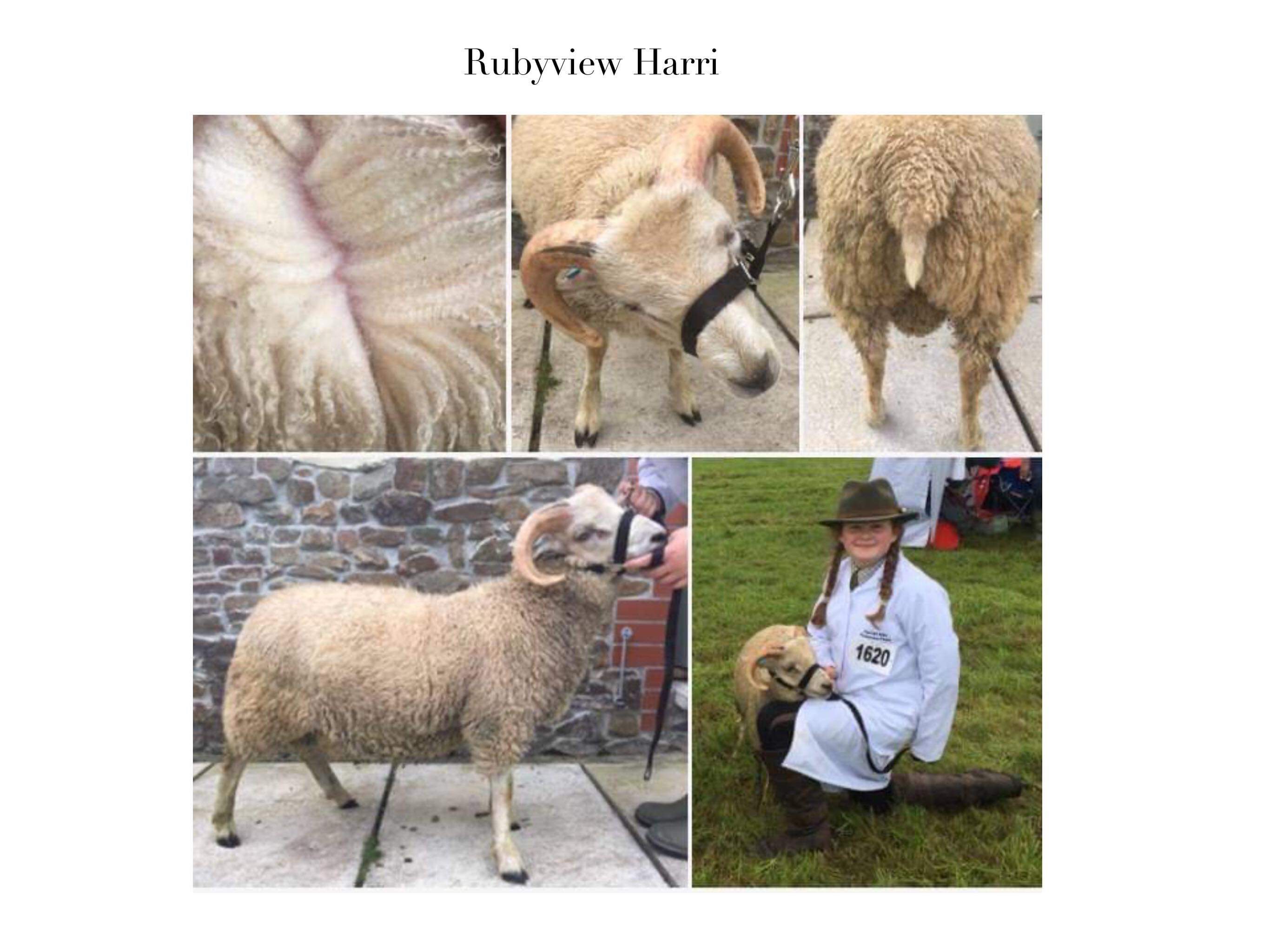 Pedigree , Registered, Ram Lambs