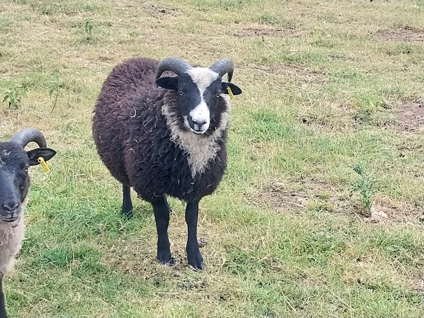 Promising Shetland Ram Lambs For Sale or Hire