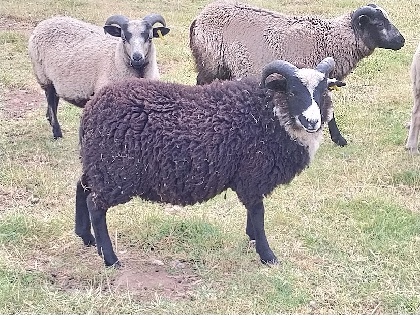Promising Shetland Ram Lambs For Sale or Hire image 2