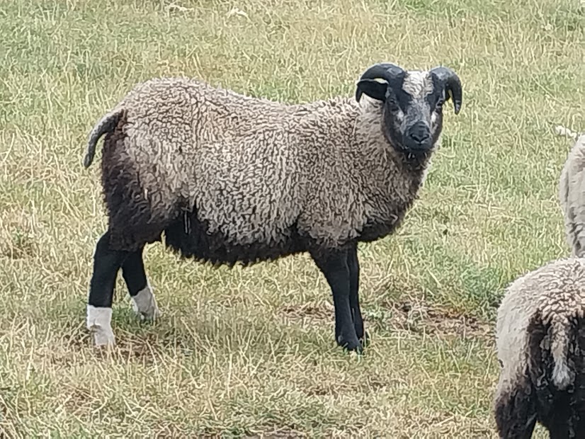 Promising Shetland Ram Lambs For Sale or Hire image 3