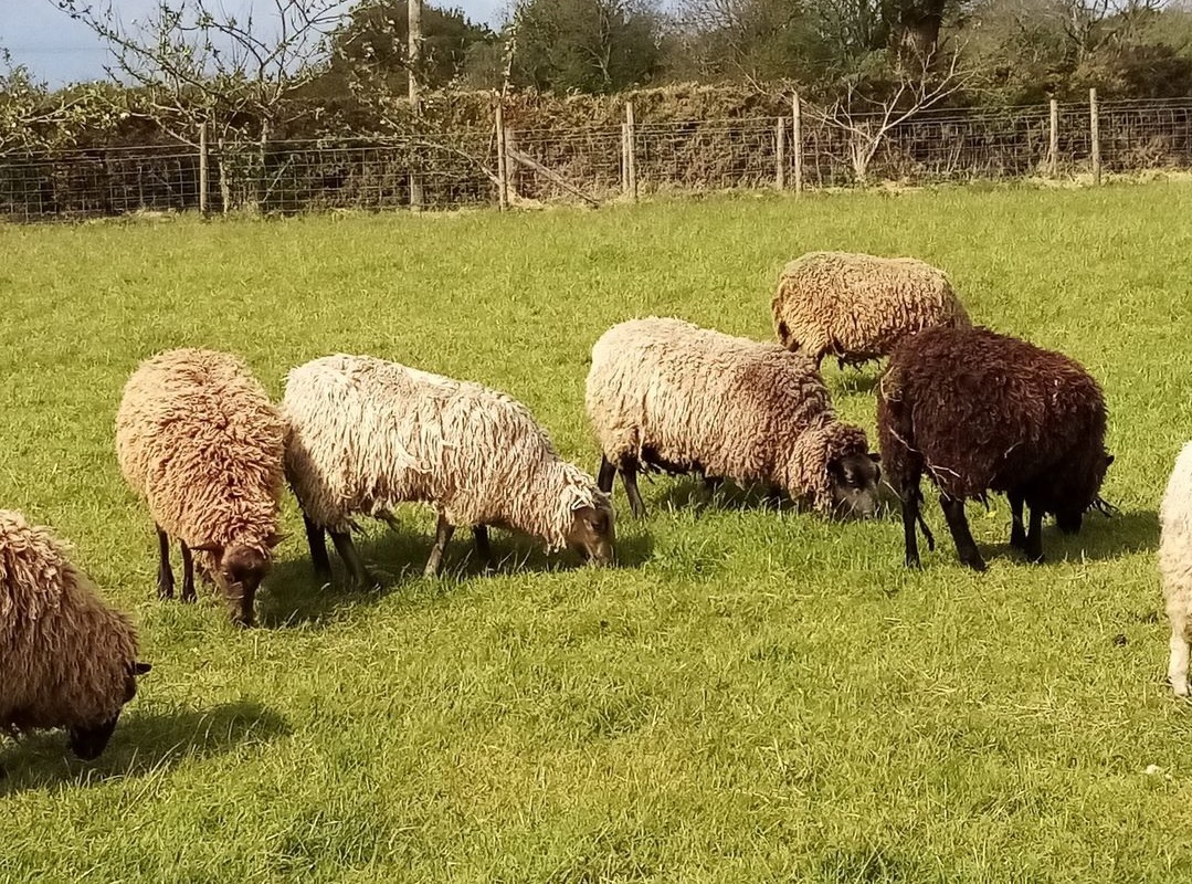 SHETLANDS OF PENLON FLOCK REDUCTION