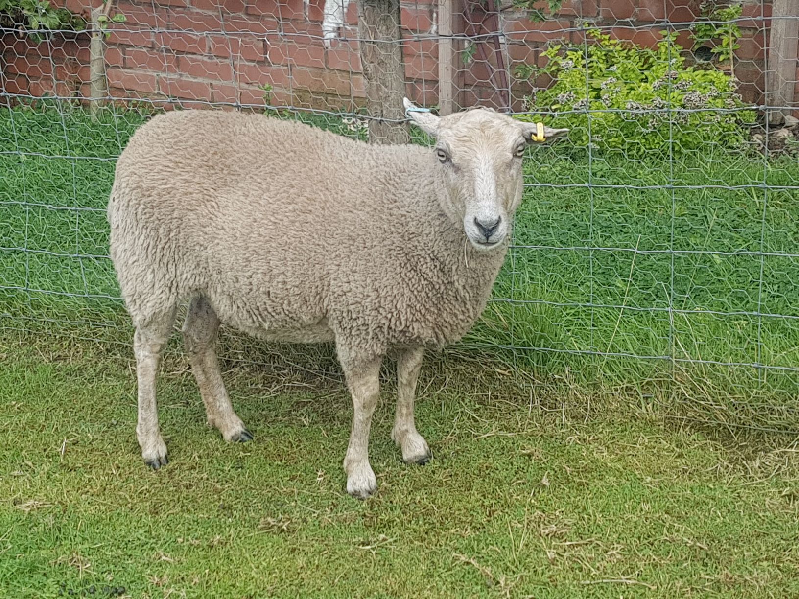 Selection of ewes for SALE image 3
