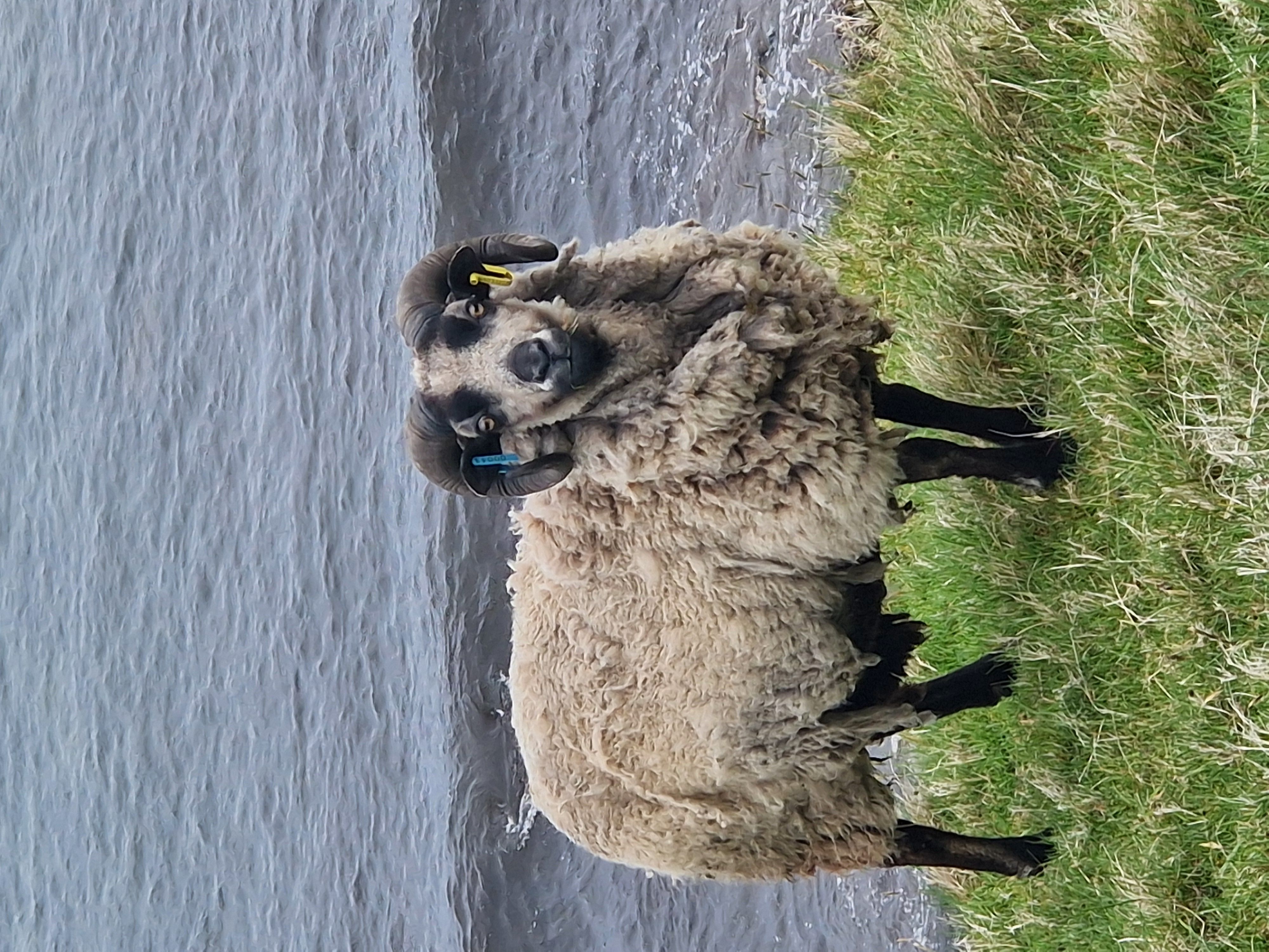 Two year old approved ram for sale image 1