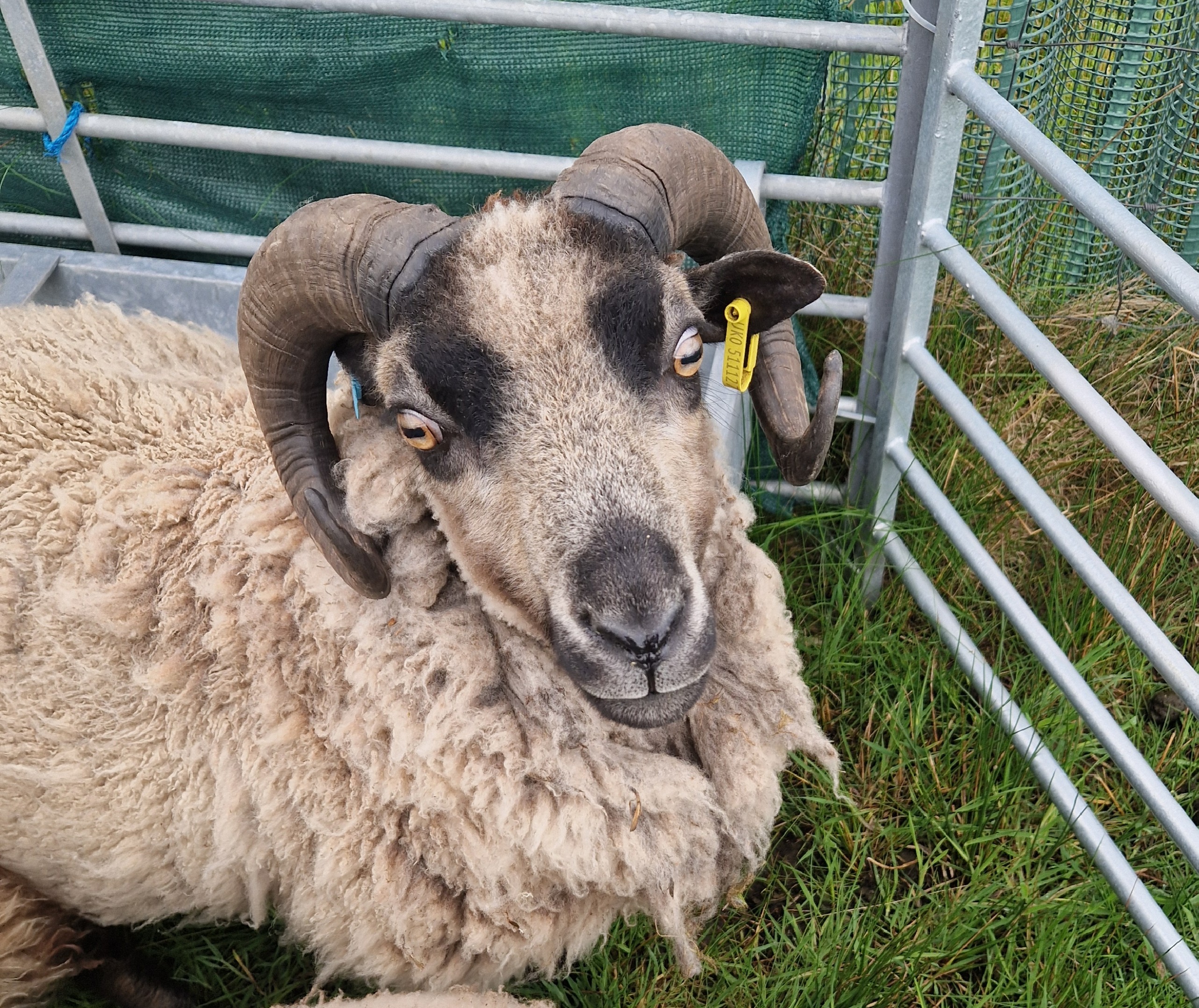 Two year old approved ram for sale image 2