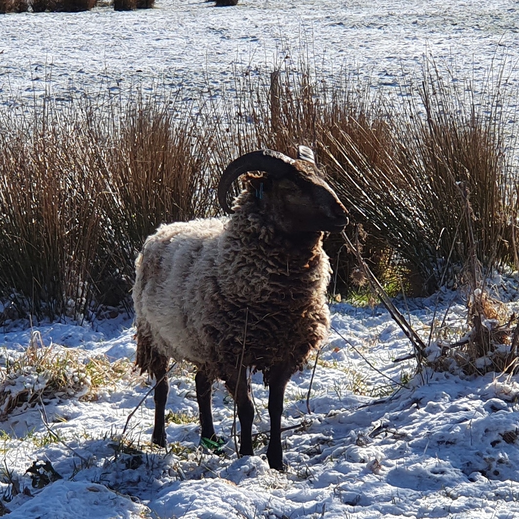 Beautiful  Musket Shearling Ram image 1