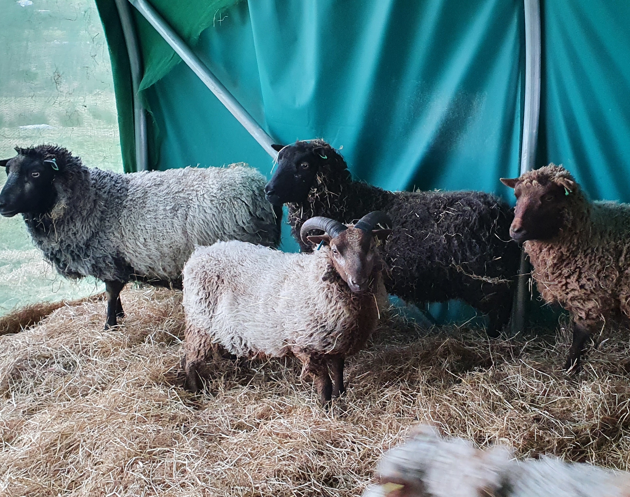 Beautiful  Musket Shearling Ram image 2