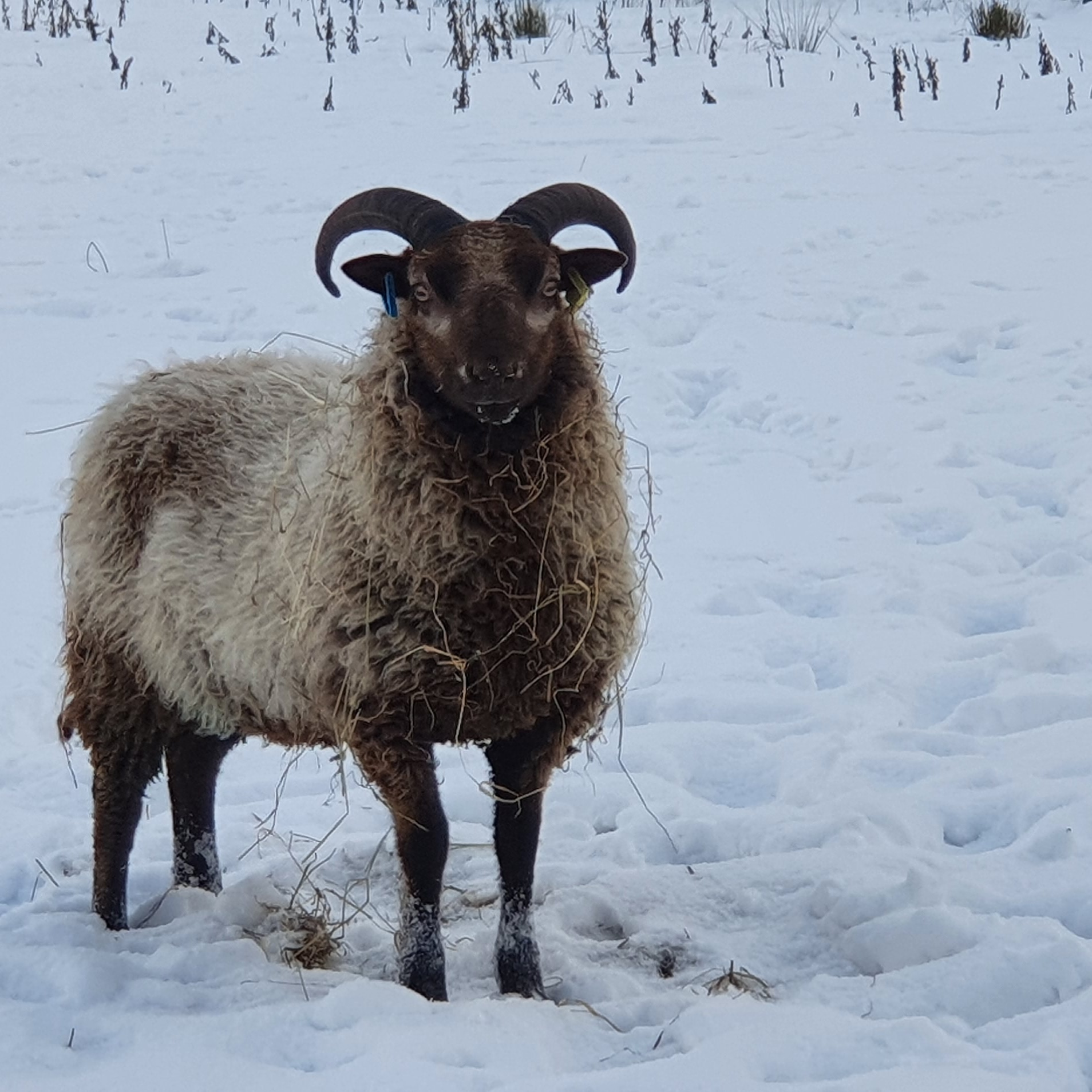 Beautiful  Musket Shearling Ram image 3
