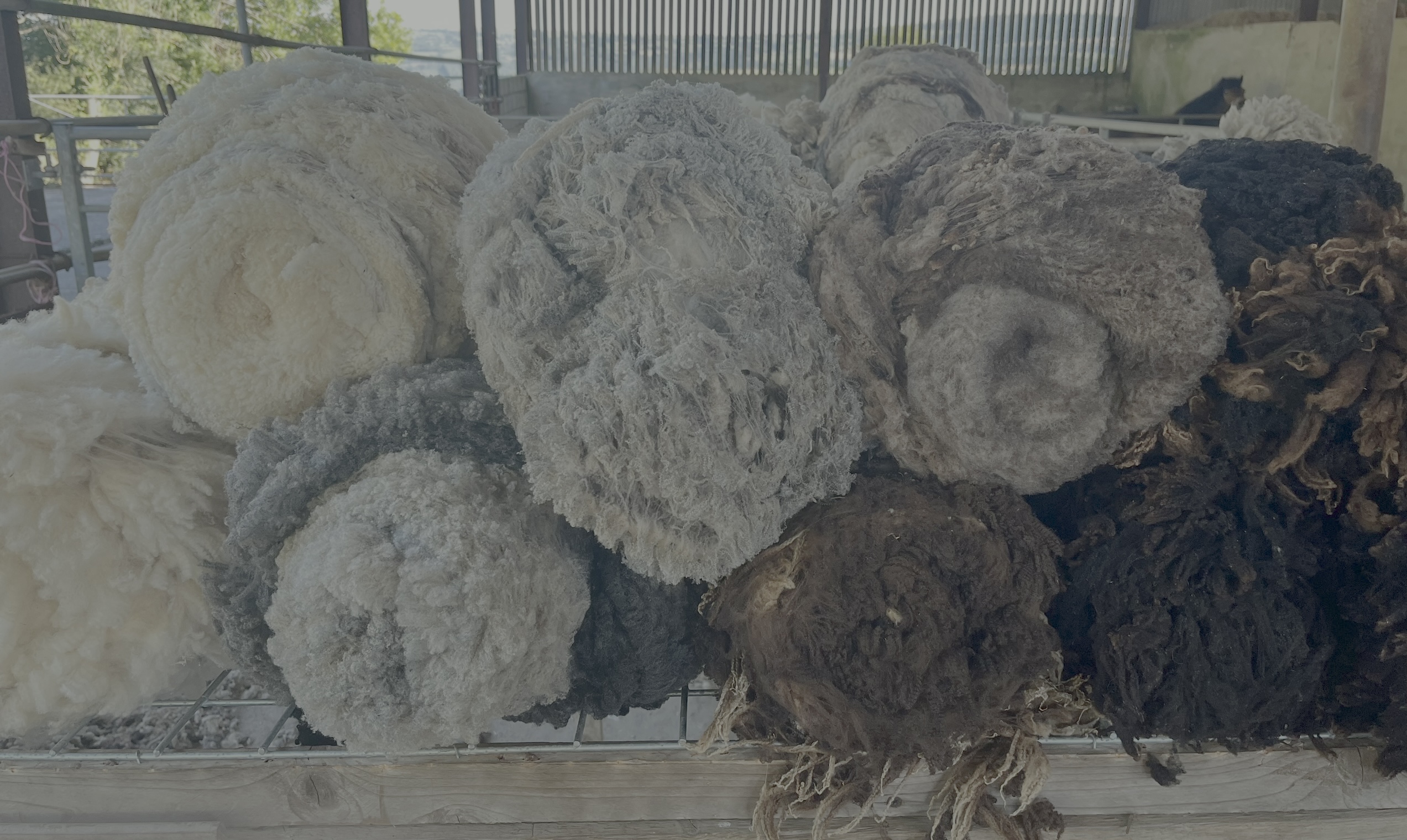 Quality Shetland Fleece image 1