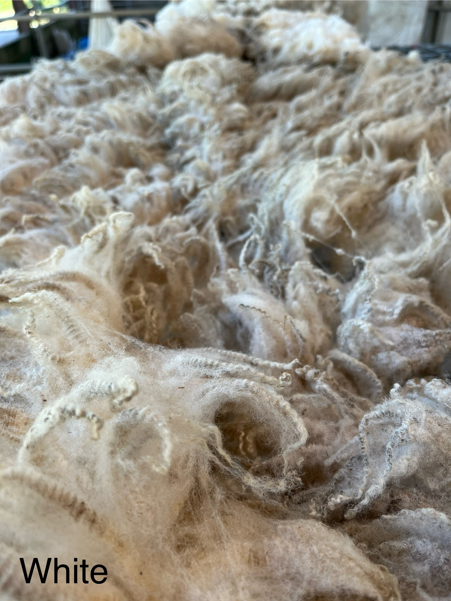 Quality Shetland Fleece image 2