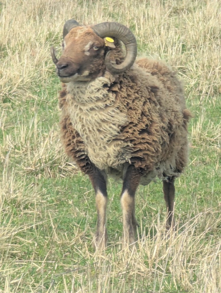 Shearling ram - moorit gulmoget image 1