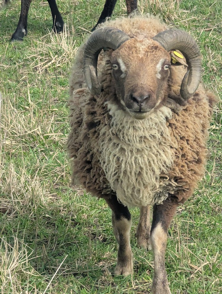 Shearling ram - moorit gulmoget image 2