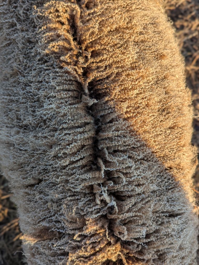 Shearling ram - moorit gulmoget image 3