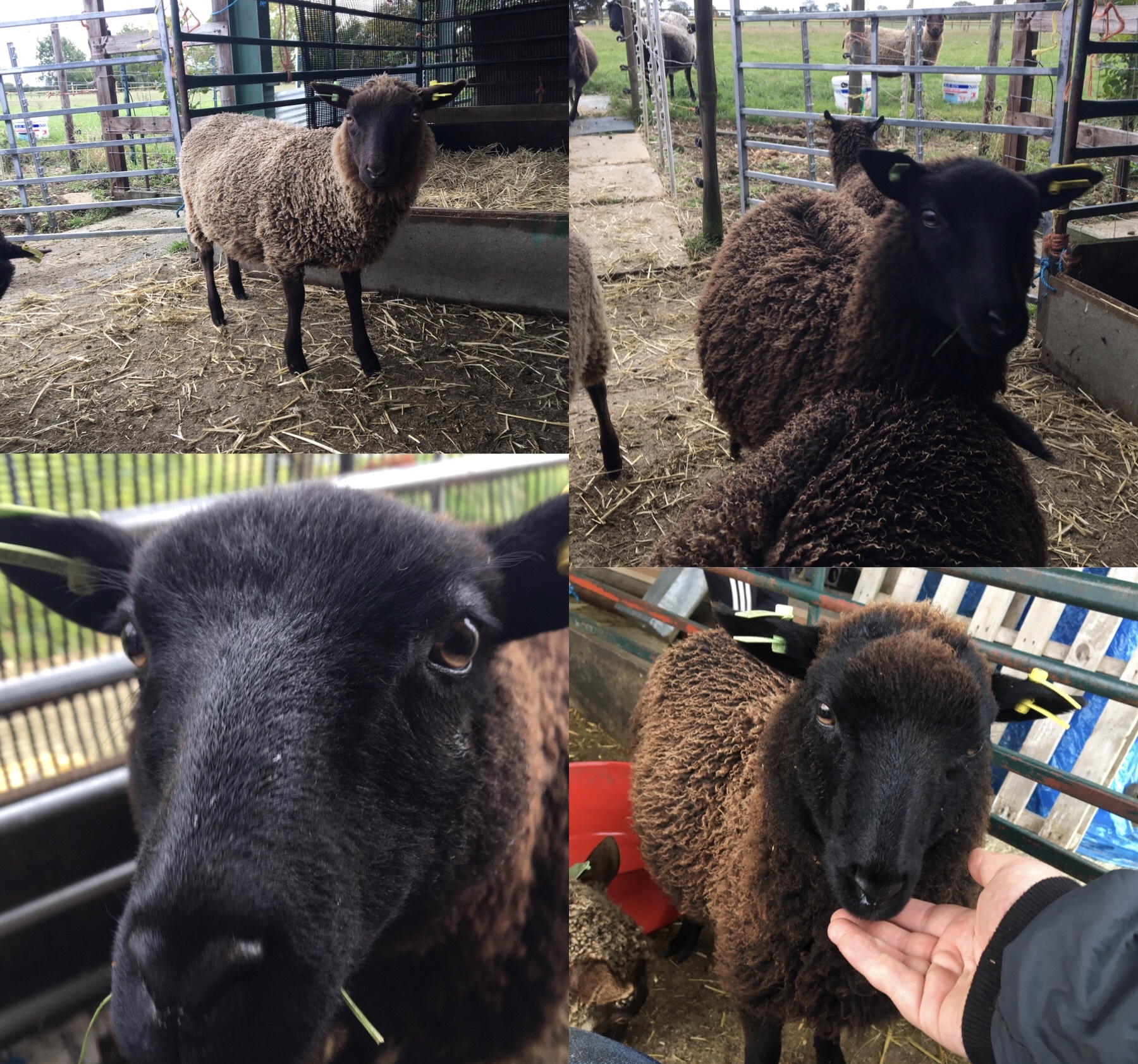 7 Ewe Lambs for Sale image 1