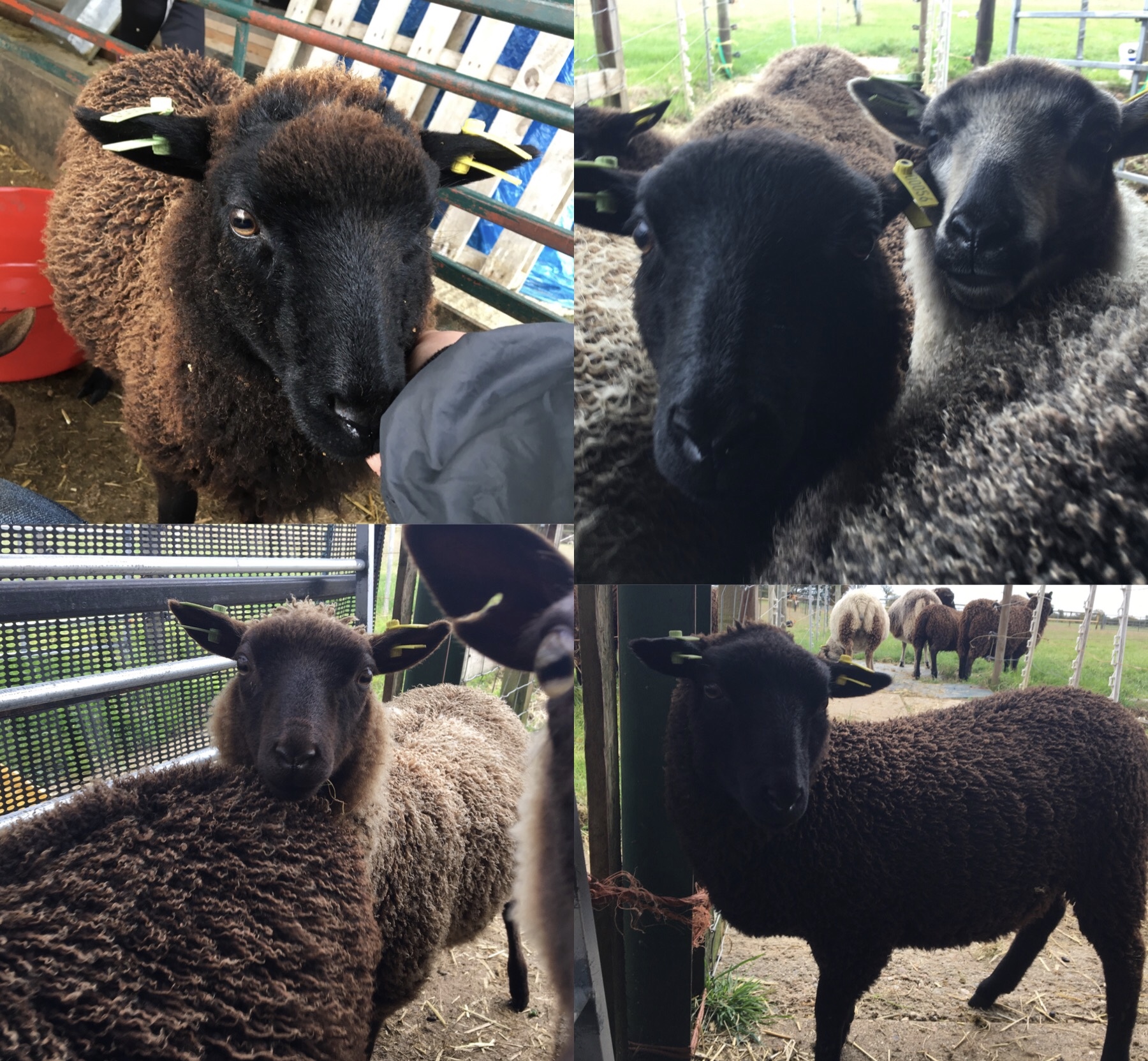 7 Ewe Lambs for Sale image 2