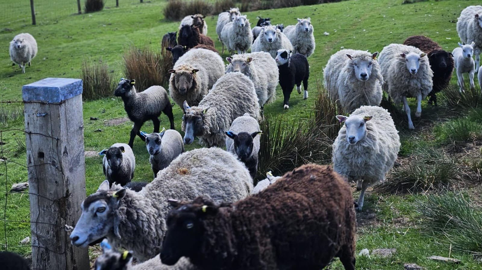Gaisgill Flock 03816 Dispersal